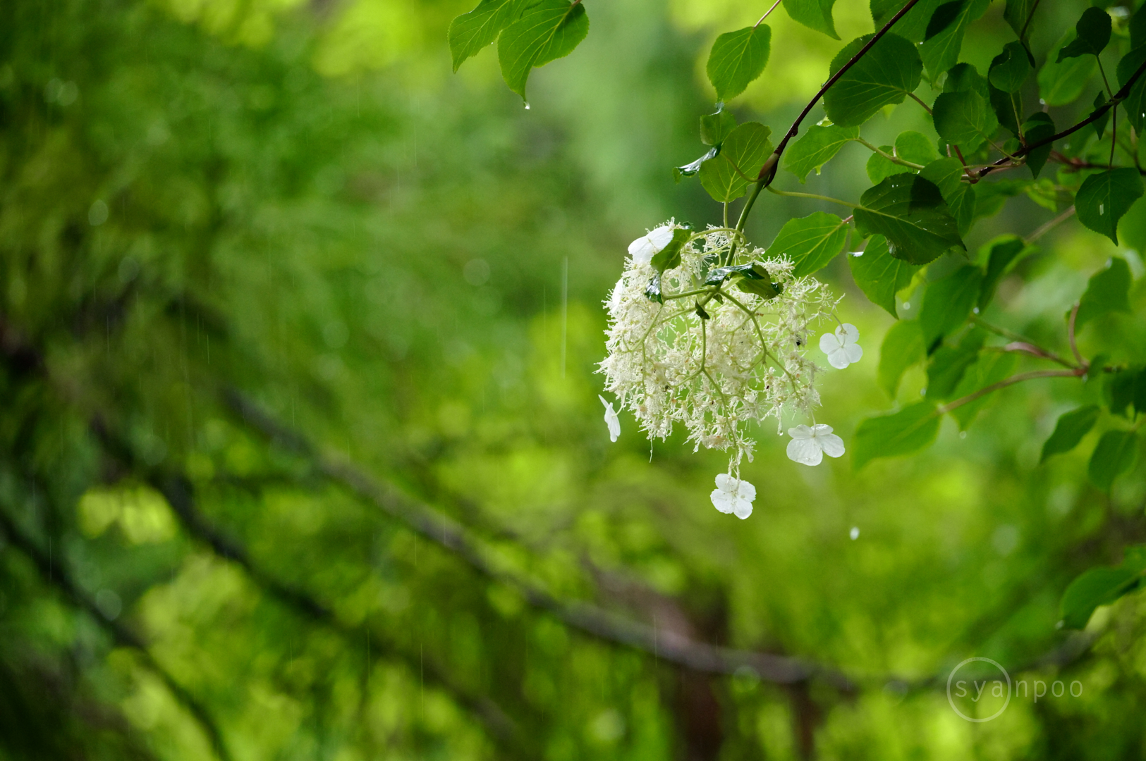 https://www.yaotomi.co.jp/blog/walk/SDIM0855%2C309%20mm%2CF7.1%2Ciso6400%28JPEG%29.jpg