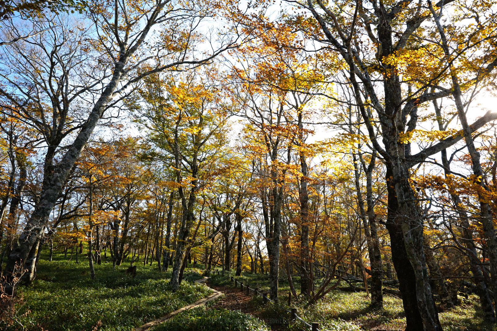 https://www.yaotomi.co.jp/blog/walk/SDIM0857%2C24%20mm%2CF8%2Ciso100.jpg