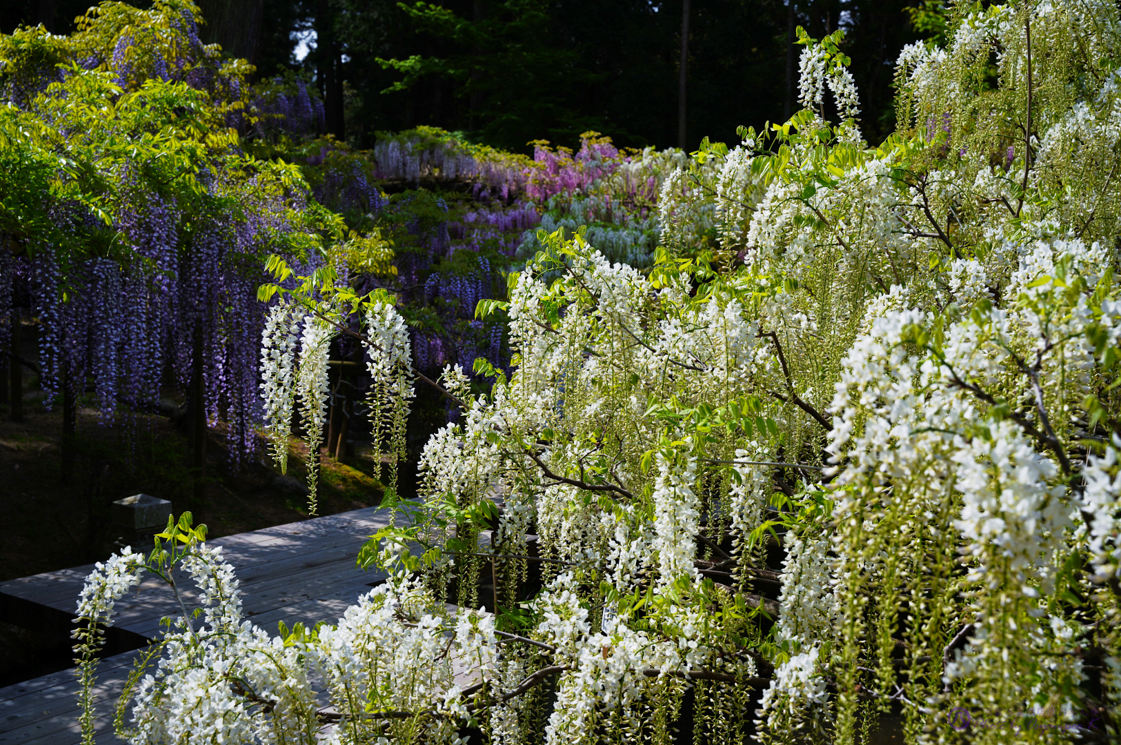 https://www.yaotomi.co.jp/blog/walk/SDIM0870%2C40%20mm%2CF5.6%2Ciso100.jpg