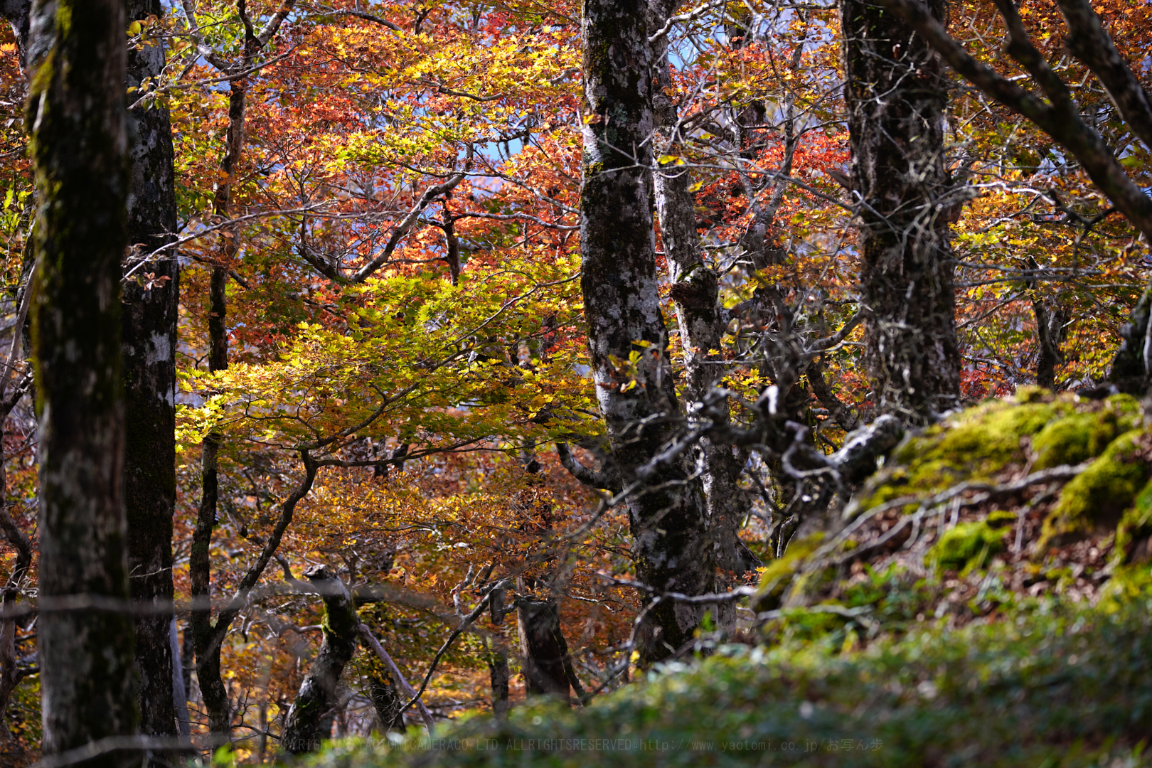 https://www.yaotomi.co.jp/blog/walk/SDIM0901%2C196%20mm%2CF5.6%2Ciso200.jpg