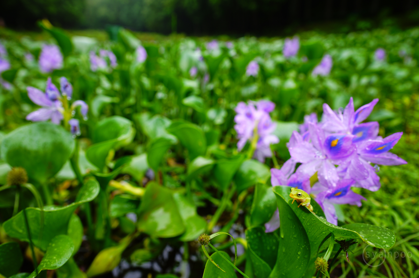 https://www.yaotomi.co.jp/blog/walk/SDIM0927%2C24%20mm%2CF5%2Ciso100%28JPEG%29.jpg