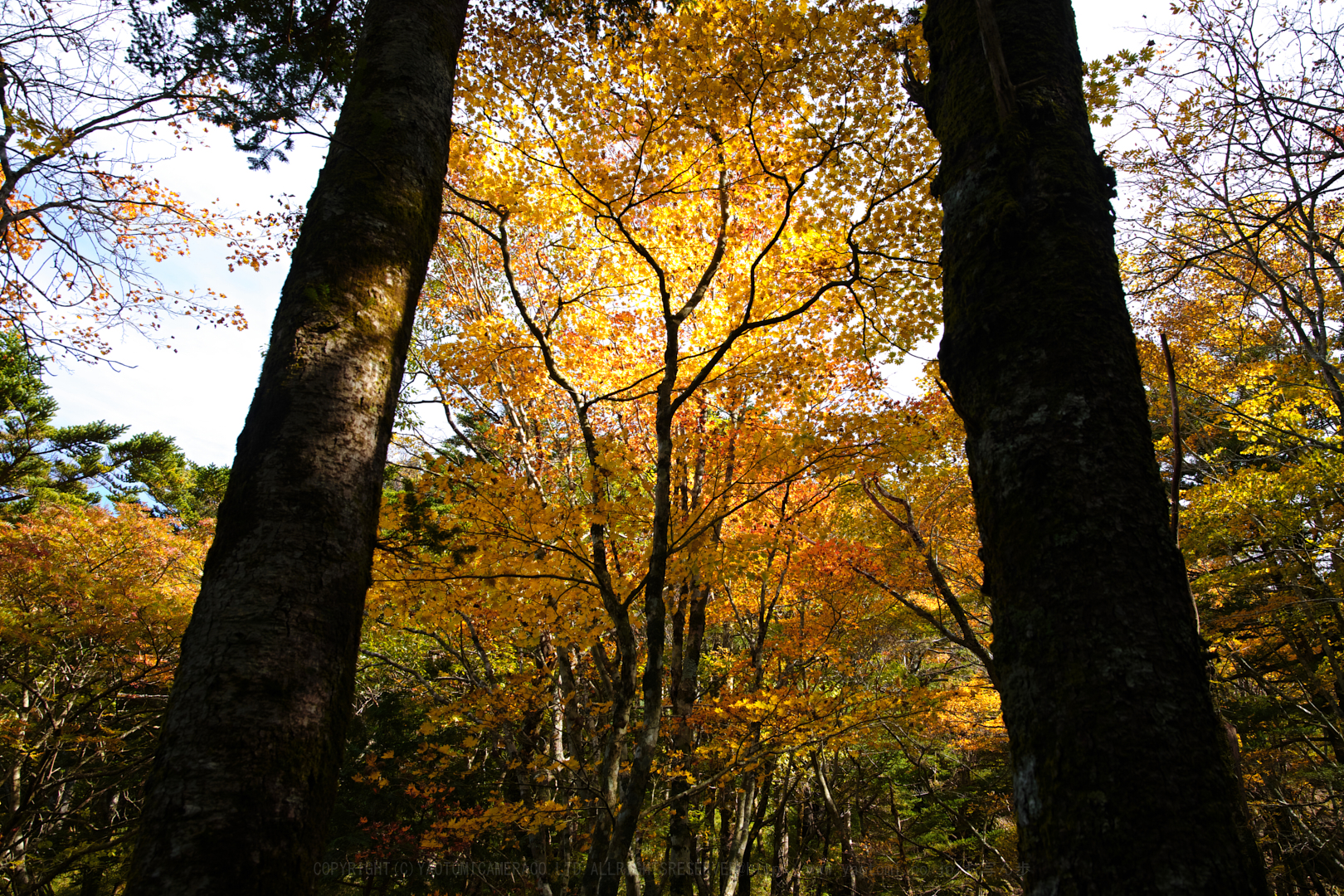 https://www.yaotomi.co.jp/blog/walk/SDIM0952%2C24%20mm%2CF8%2Ciso100.jpg