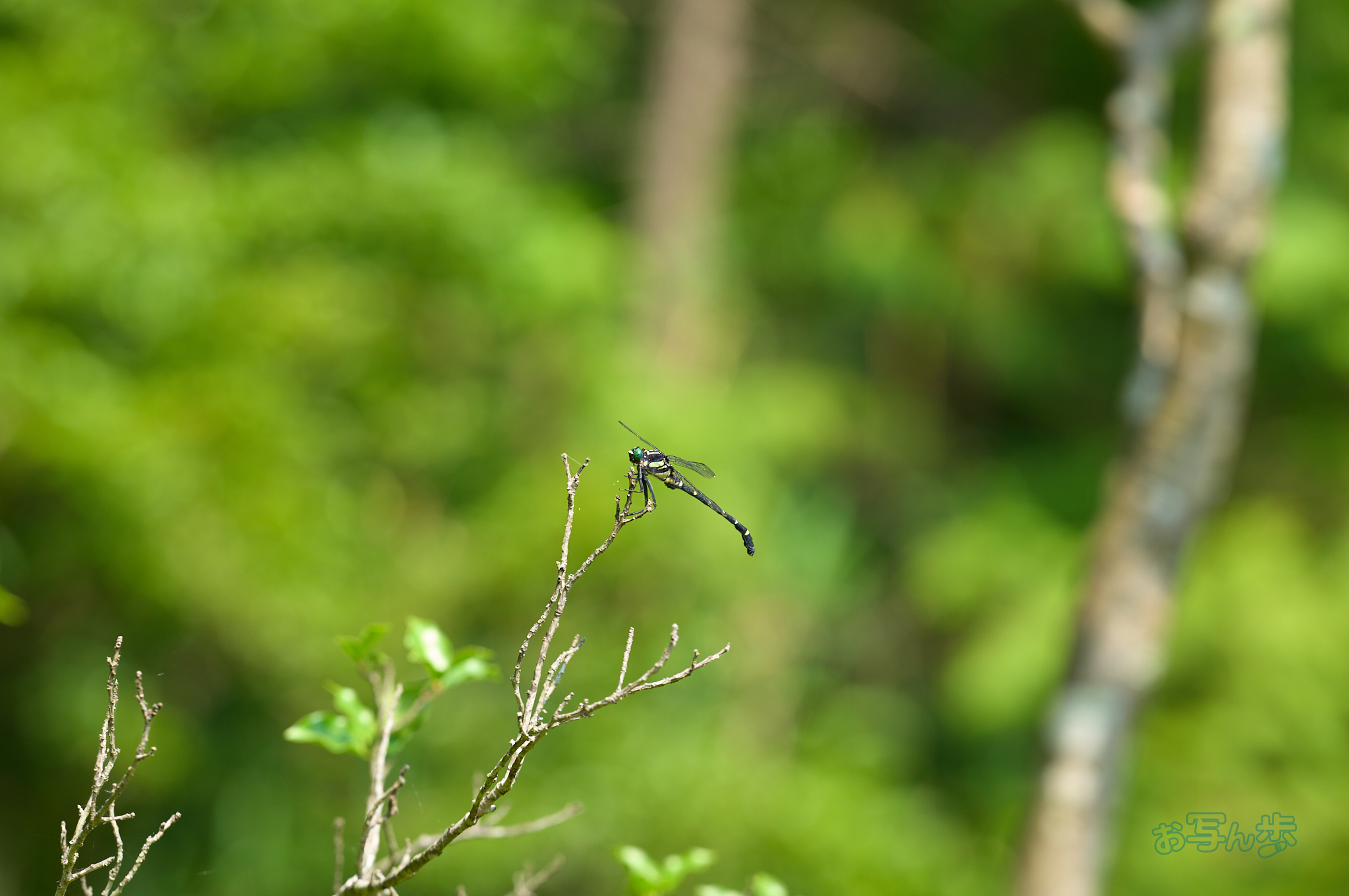 https://www.yaotomi.co.jp/blog/walk/SDIM0967co%2C200%20mm%2CF3.5%2Ciso100%2C200mm%20F2%20DG%20OS%20%20Sports%20025.jpg