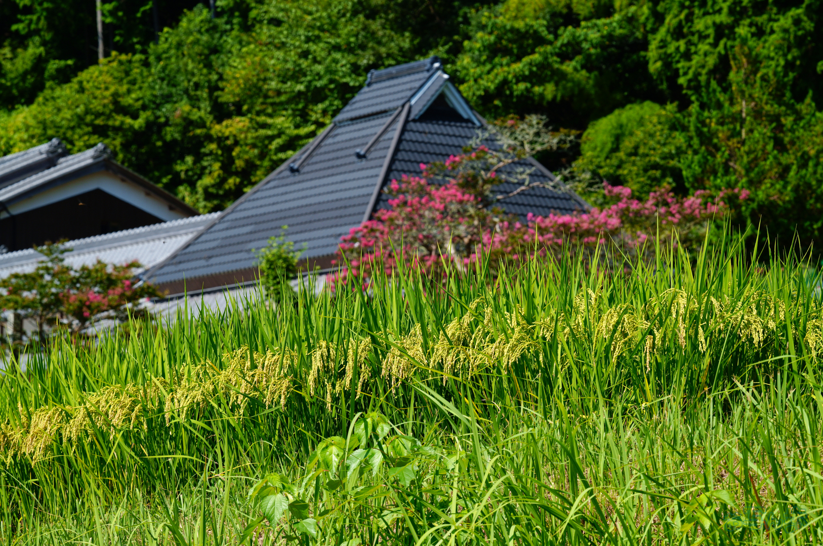 https://www.yaotomi.co.jp/blog/walk/SDIM0970%2C200%20mm%2CF14%2C1-200%20%E7%A7%92%2Ciso250%28JPEG%29.jpg