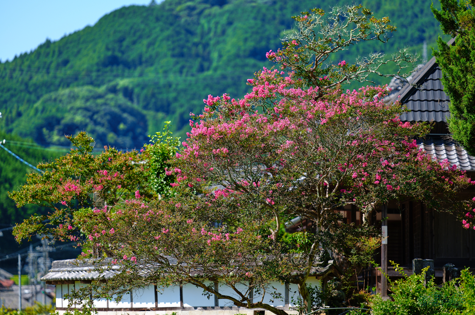https://www.yaotomi.co.jp/blog/walk/SDIM0979%2C200%20mm%2CF2%2C1-2000%20%E7%A7%92%2Ciso100%28JPEG%29.jpg