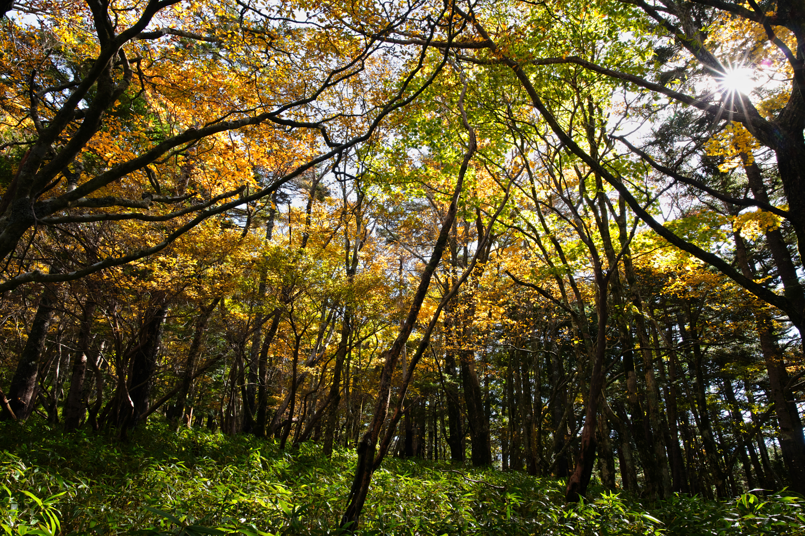 https://www.yaotomi.co.jp/blog/walk/SDIM0983%2C24%20mm%2CF16%2Ciso320.jpg