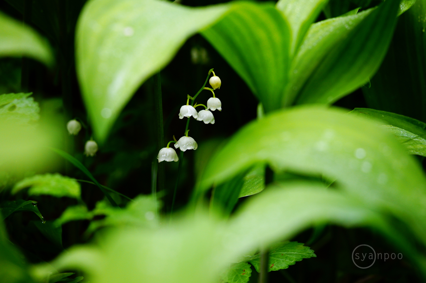 https://www.yaotomi.co.jp/blog/walk/SDIM0990%2C400%20mm%2CF8%2Ciso1600%28JPEG%29.jpg