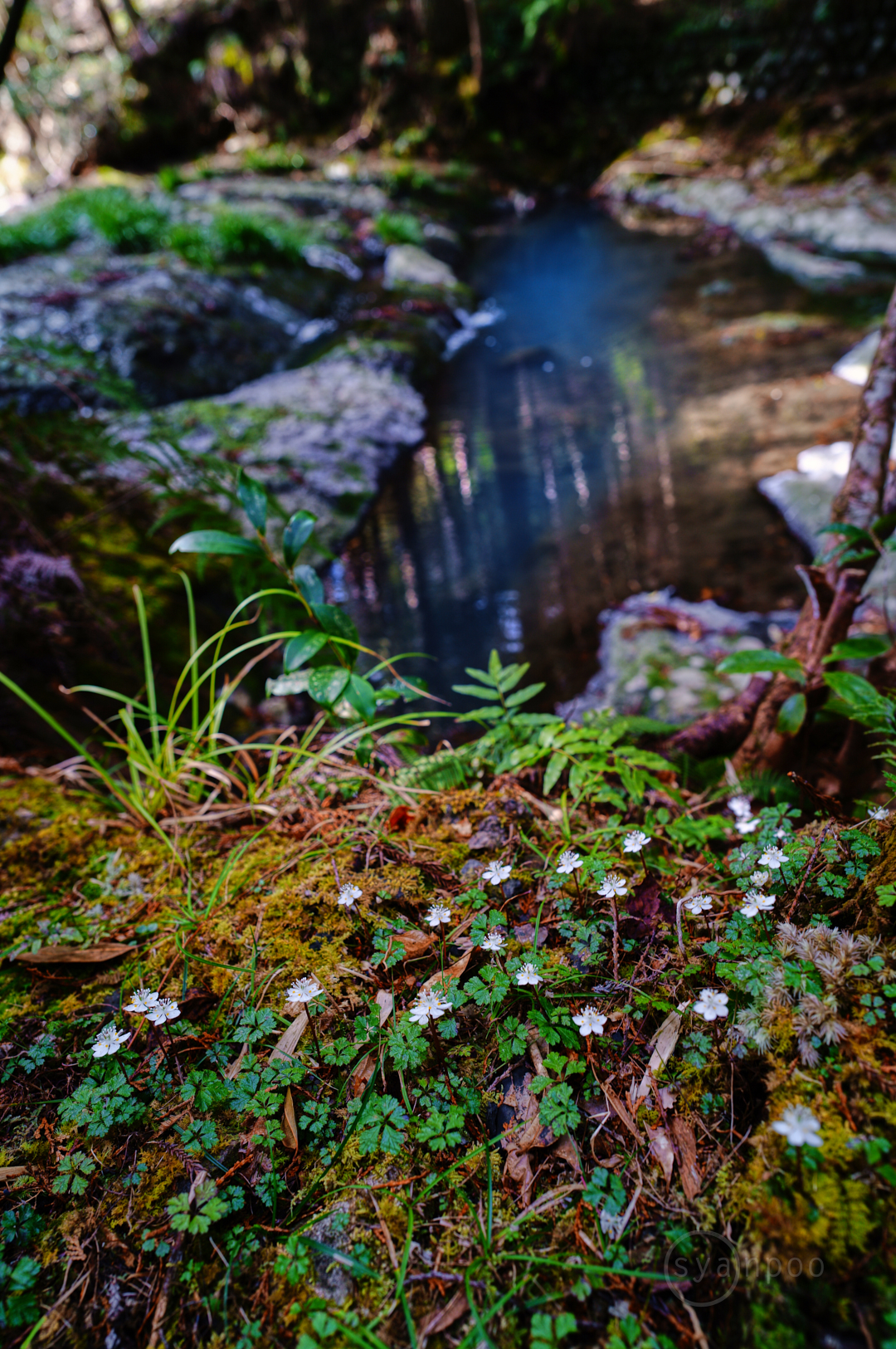 https://www.yaotomi.co.jp/blog/walk/SDIM0993%2C24%20mm%2CF4%2Ciso100%28JPEG%29.jpg