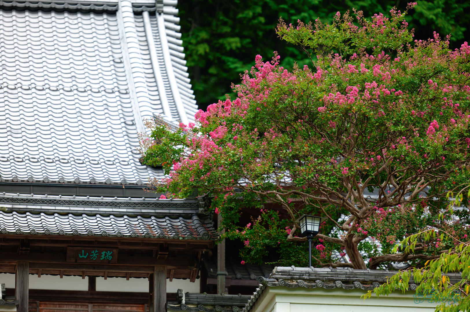 https://www.yaotomi.co.jp/blog/walk/SDIM1006%2C200%20mm%2CF2%2C1-800%20%E7%A7%92%2Ciso100%28JPEG%29.jpg