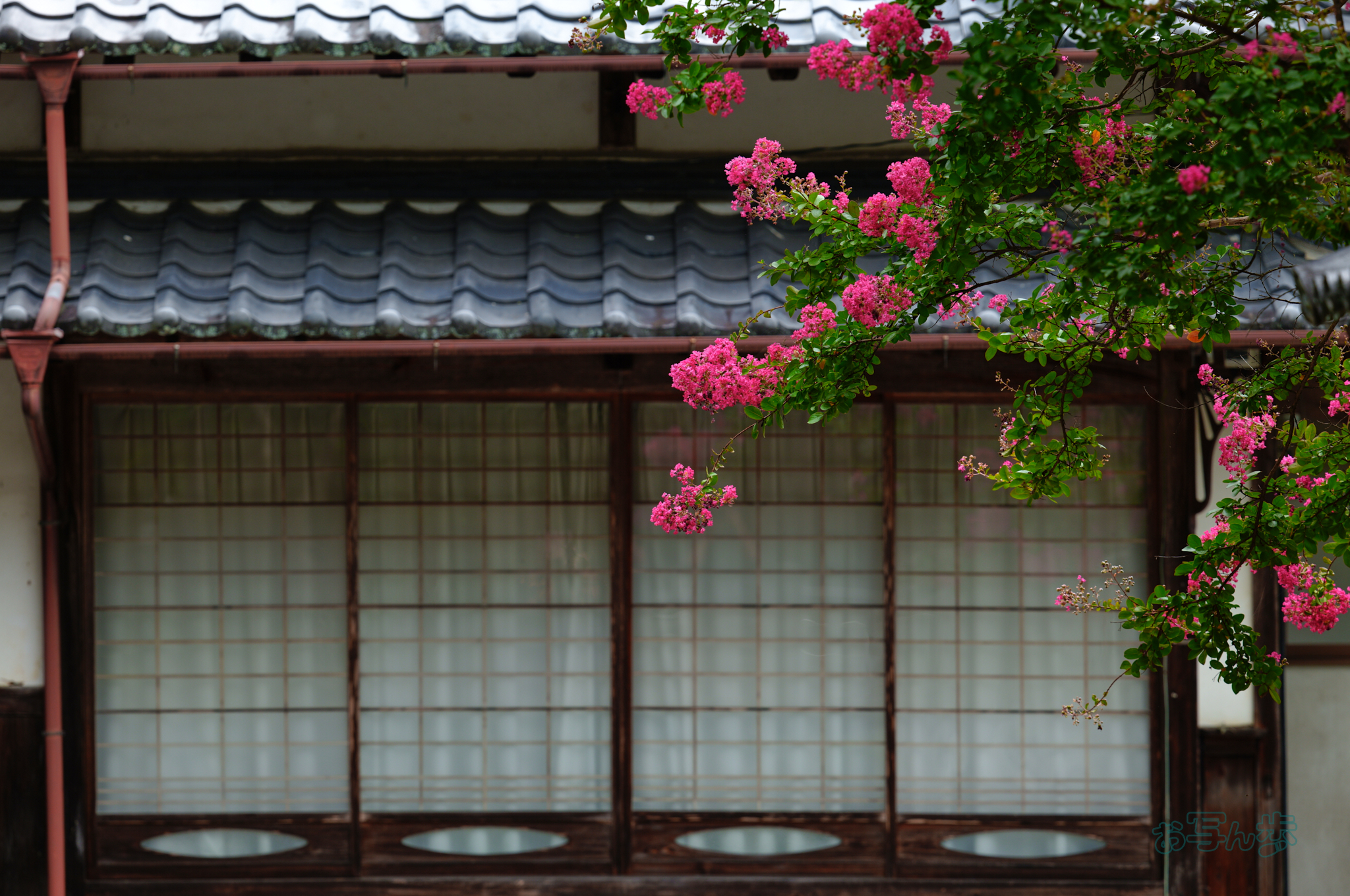 https://www.yaotomi.co.jp/blog/walk/SDIM1016co%2C200%20mm%2CF4.5%2Ciso125%28JPEG%29.jpg
