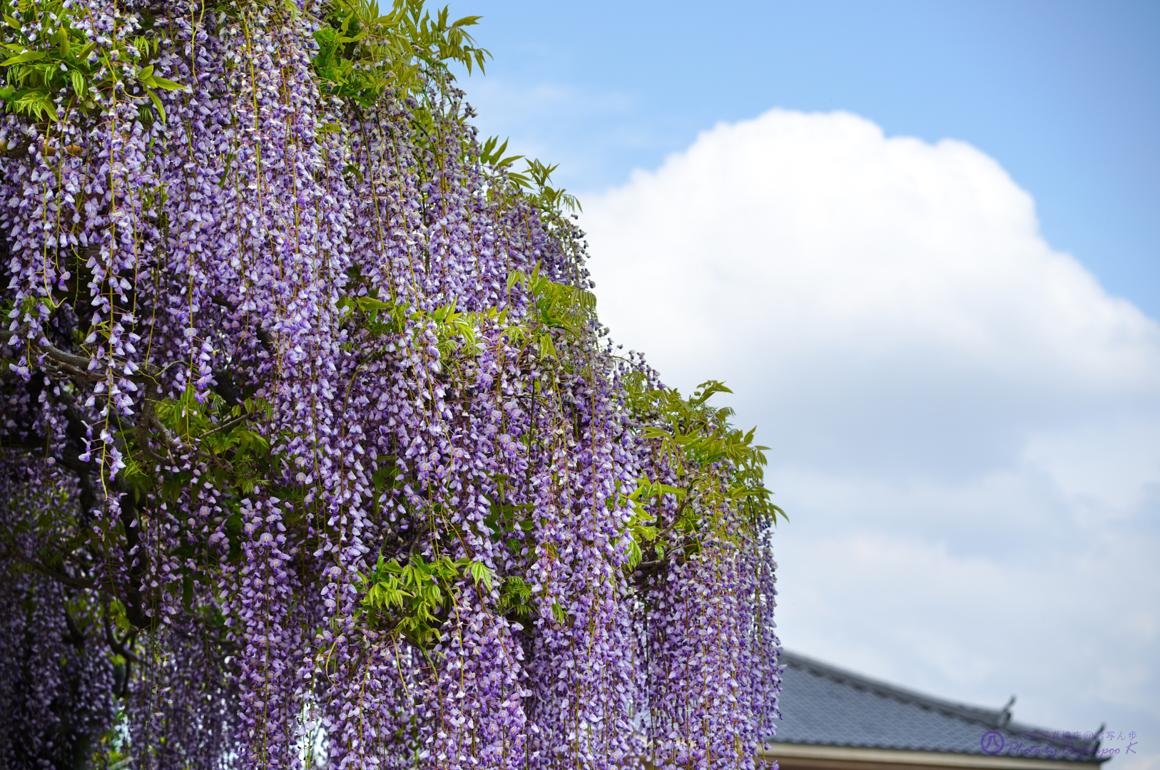 https://www.yaotomi.co.jp/blog/walk/SDIM1040%2C100%20mm%2CF8%2Ciso100%201.jpg