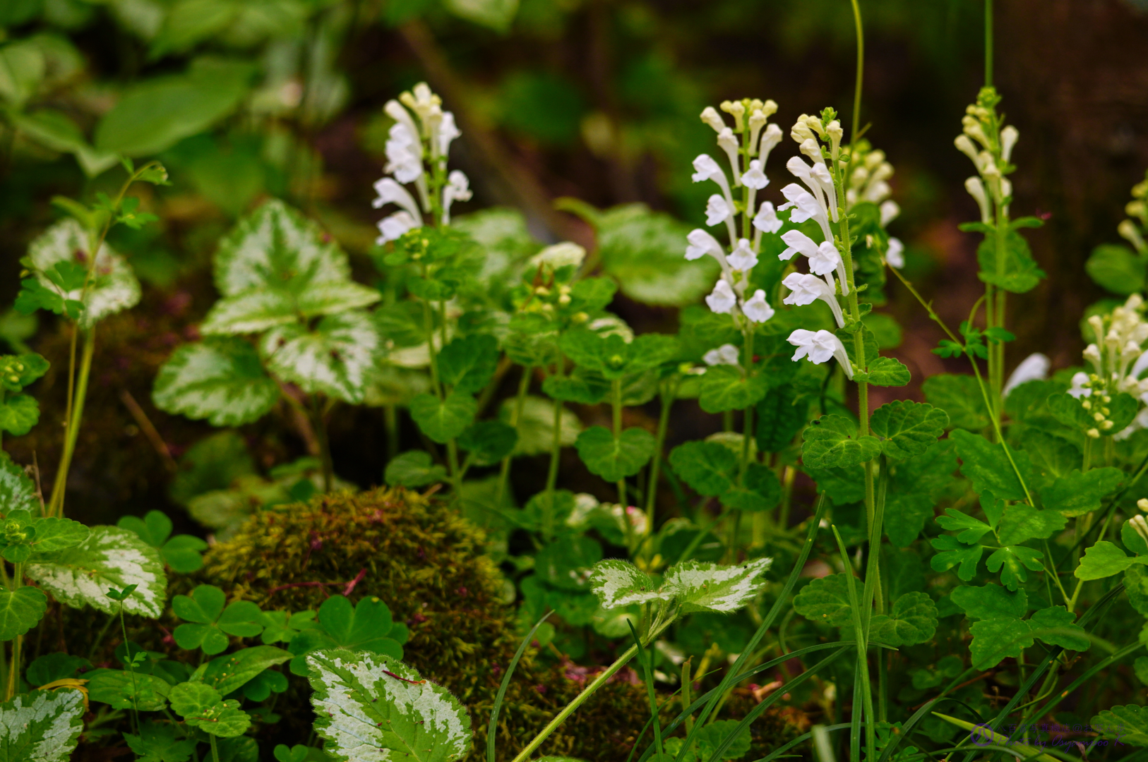 https://www.yaotomi.co.jp/blog/walk/SDIM1058%2C195%20mm%2CF7.1%2Ciso640.jpg