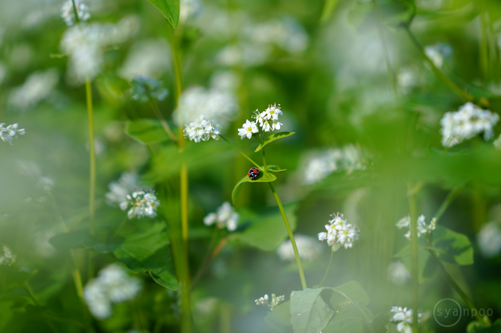 https://www.yaotomi.co.jp/blog/walk/SDIM1068%2C90%20mm%2CF2.8%2Ciso100JPEG%201.jpg