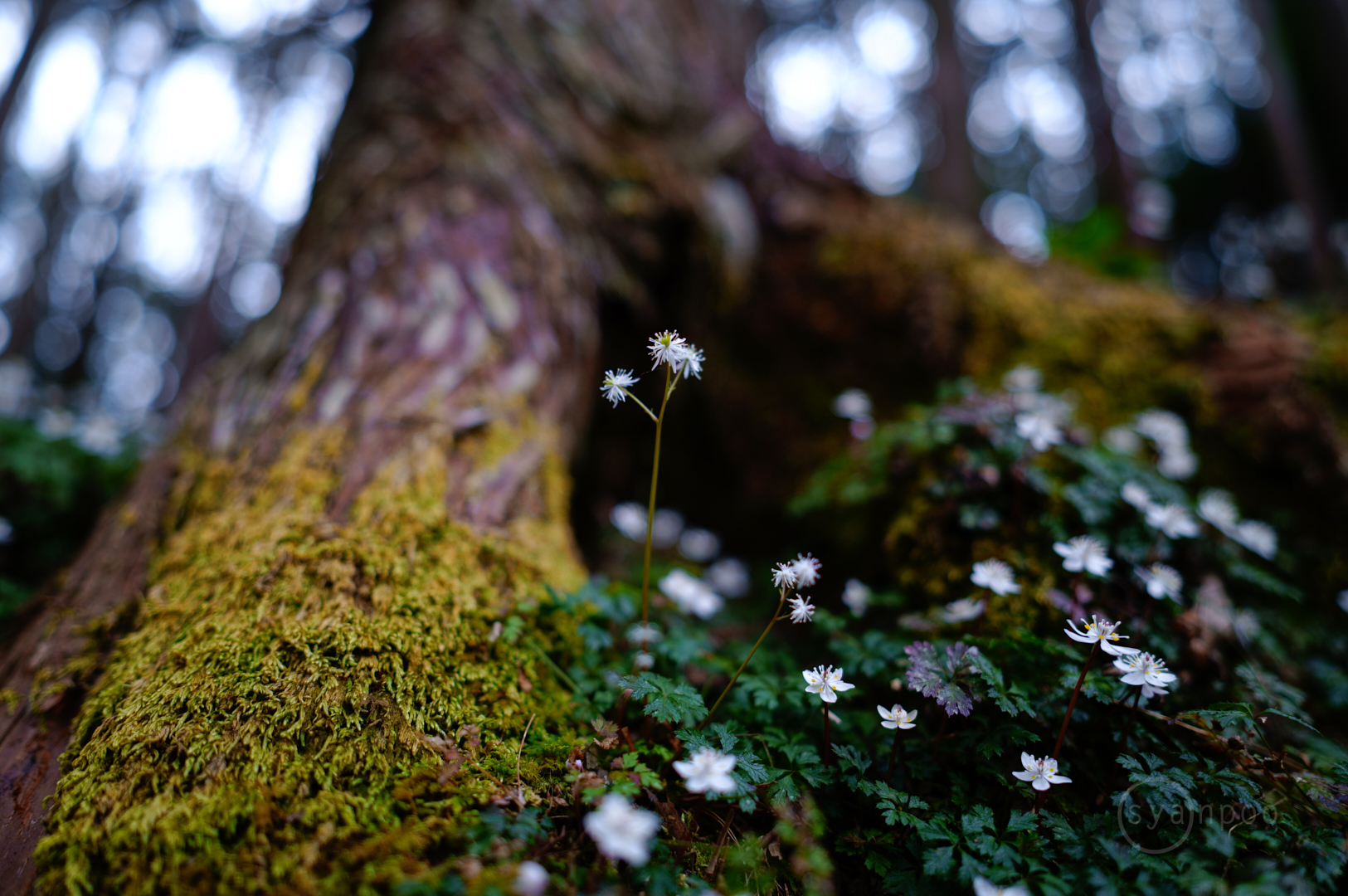 https://www.yaotomi.co.jp/blog/walk/SDIM1069%2C24%20mm%2CF1.4%2Ciso100%28JPEG%29.jpg