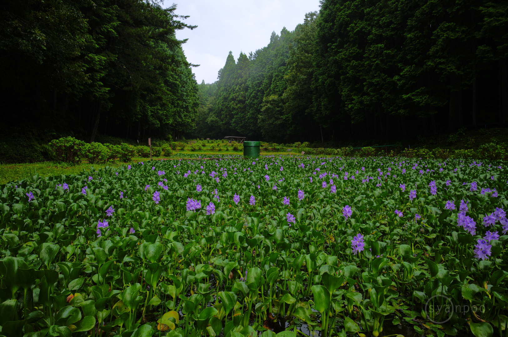 https://www.yaotomi.co.jp/blog/walk/SDIM1126%2C24%20mm%2CF9%2Ciso100%28JPEG%29.jpg