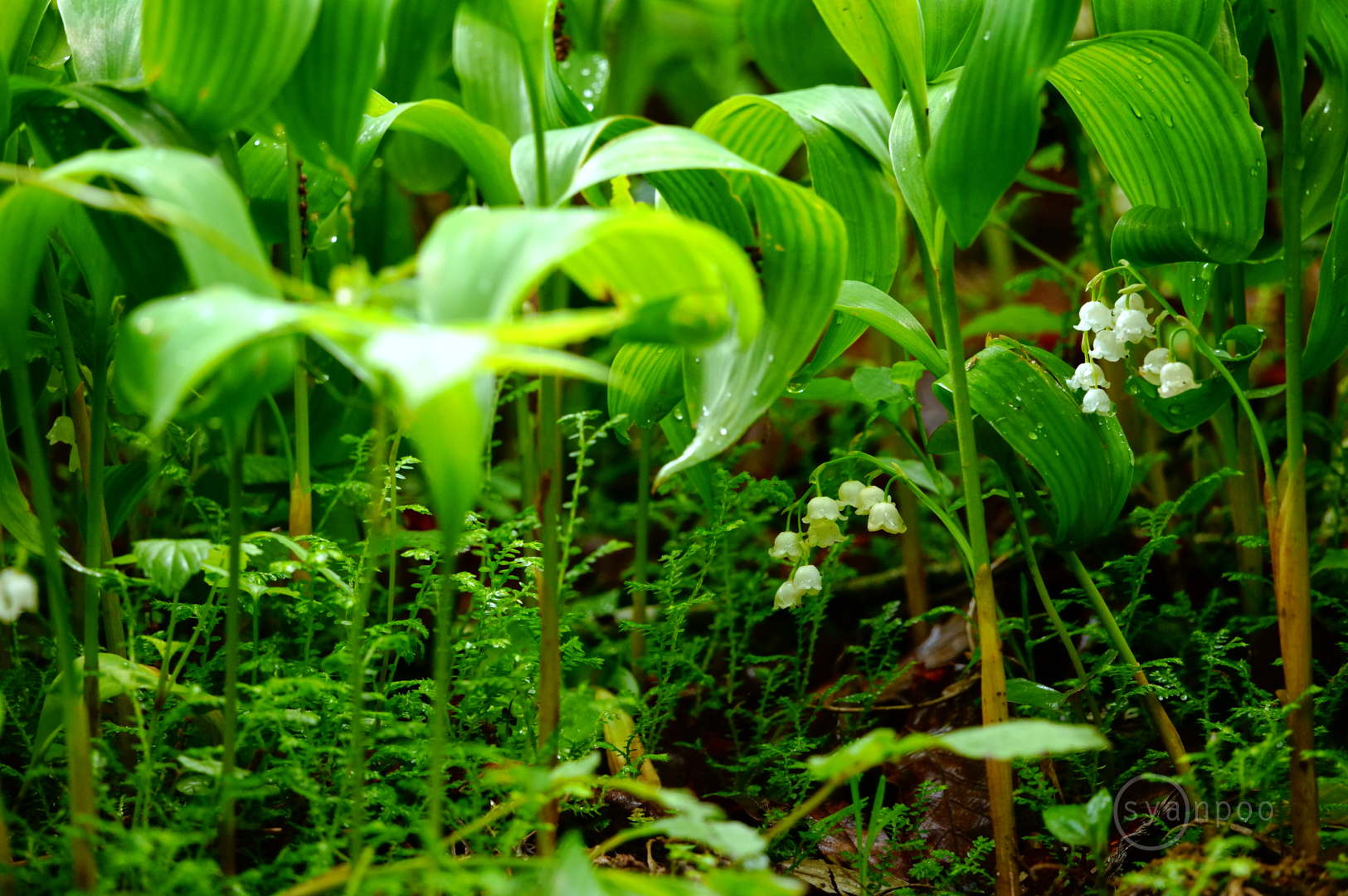 https://www.yaotomi.co.jp/blog/walk/SDIM1203%2C400%20mm%2CF8%2Ciso4000%28JPEG%29.jpg