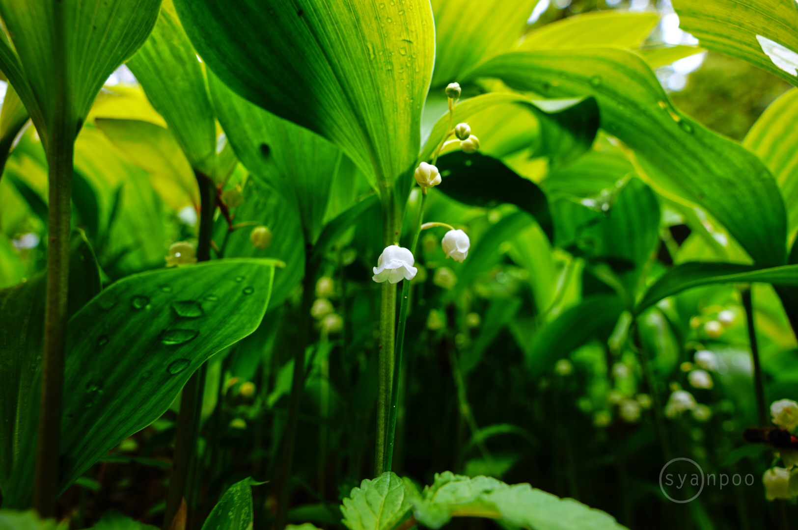 https://www.yaotomi.co.jp/blog/walk/SDIM1224%2C24%20mm%2CF8%2Ciso125%28JPEG%29%201.jpg