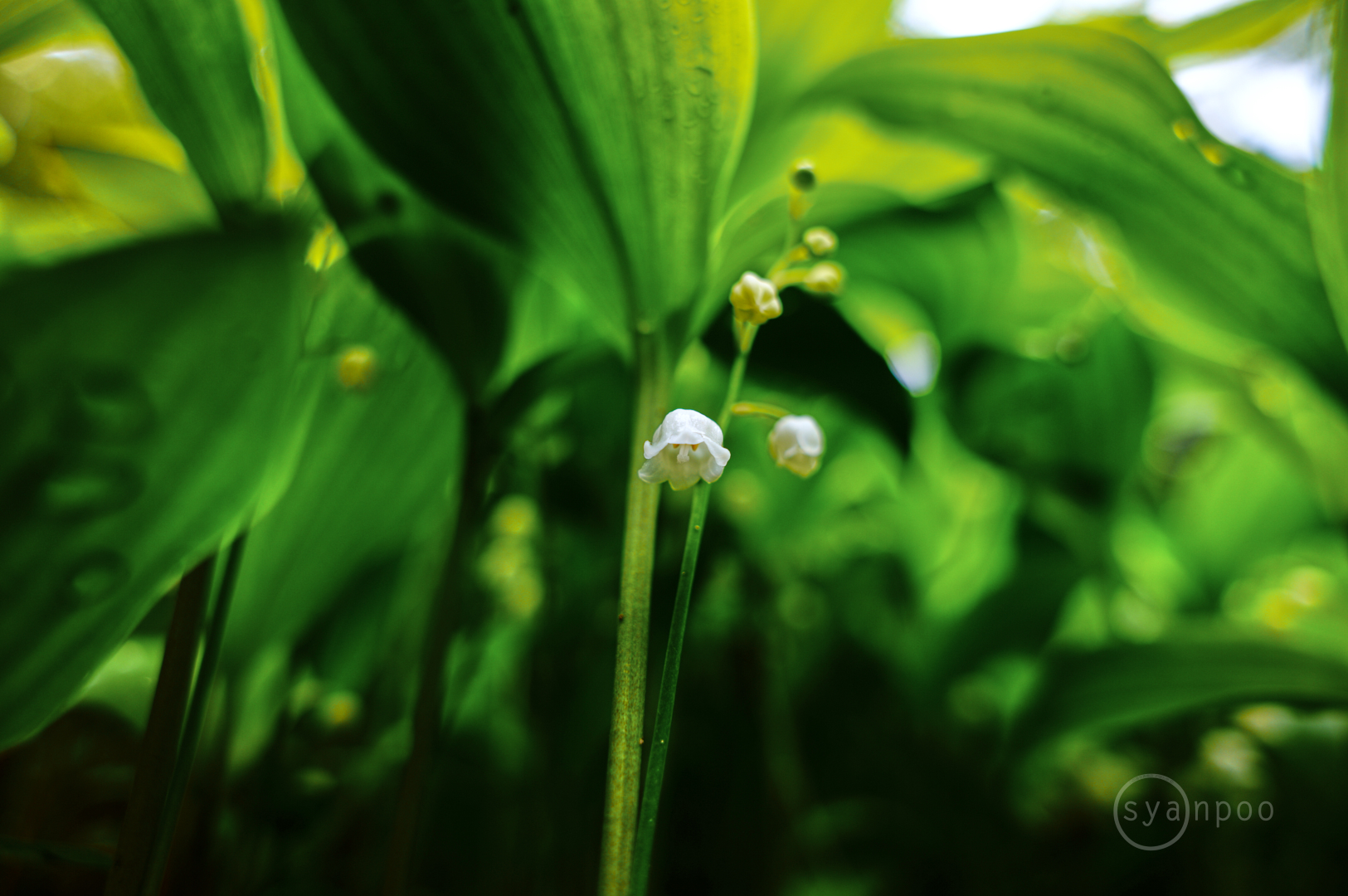 https://www.yaotomi.co.jp/blog/walk/SDIM1230%2C24%20mm%2CF3.5%2Ciso100%28JPEG%29.jpg