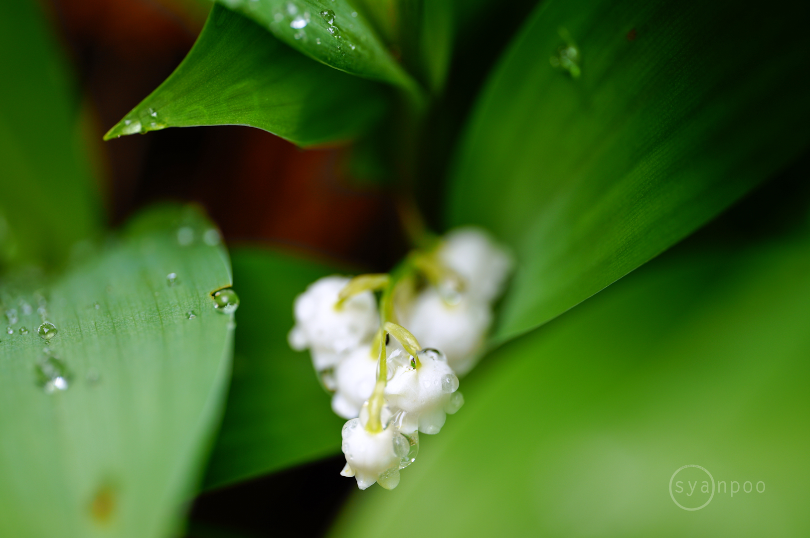 https://www.yaotomi.co.jp/blog/walk/SDIM1264%2C105%20mm%2CF3.2%2Ciso200%28JPEG%29.jpg