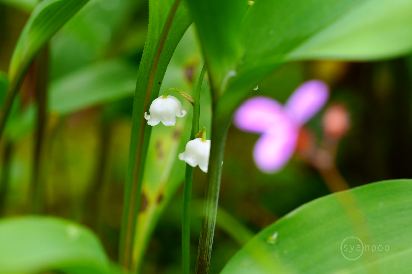 https://www.yaotomi.co.jp/blog/walk/SDIM1320%2C105%20mm%2CF6.3%2Ciso800%28JPEG%29.jpg