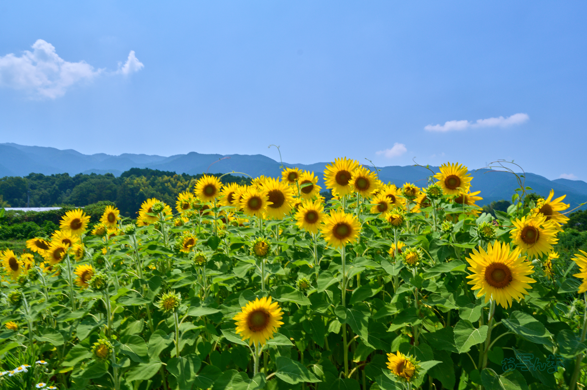 https://www.yaotomi.co.jp/blog/walk/SDIM1354co%2C28%20mm%2CF20%2Ciso200%2C28-105mm%20F2.8%20DG%20DN%20%20Art%20024_1.jpg