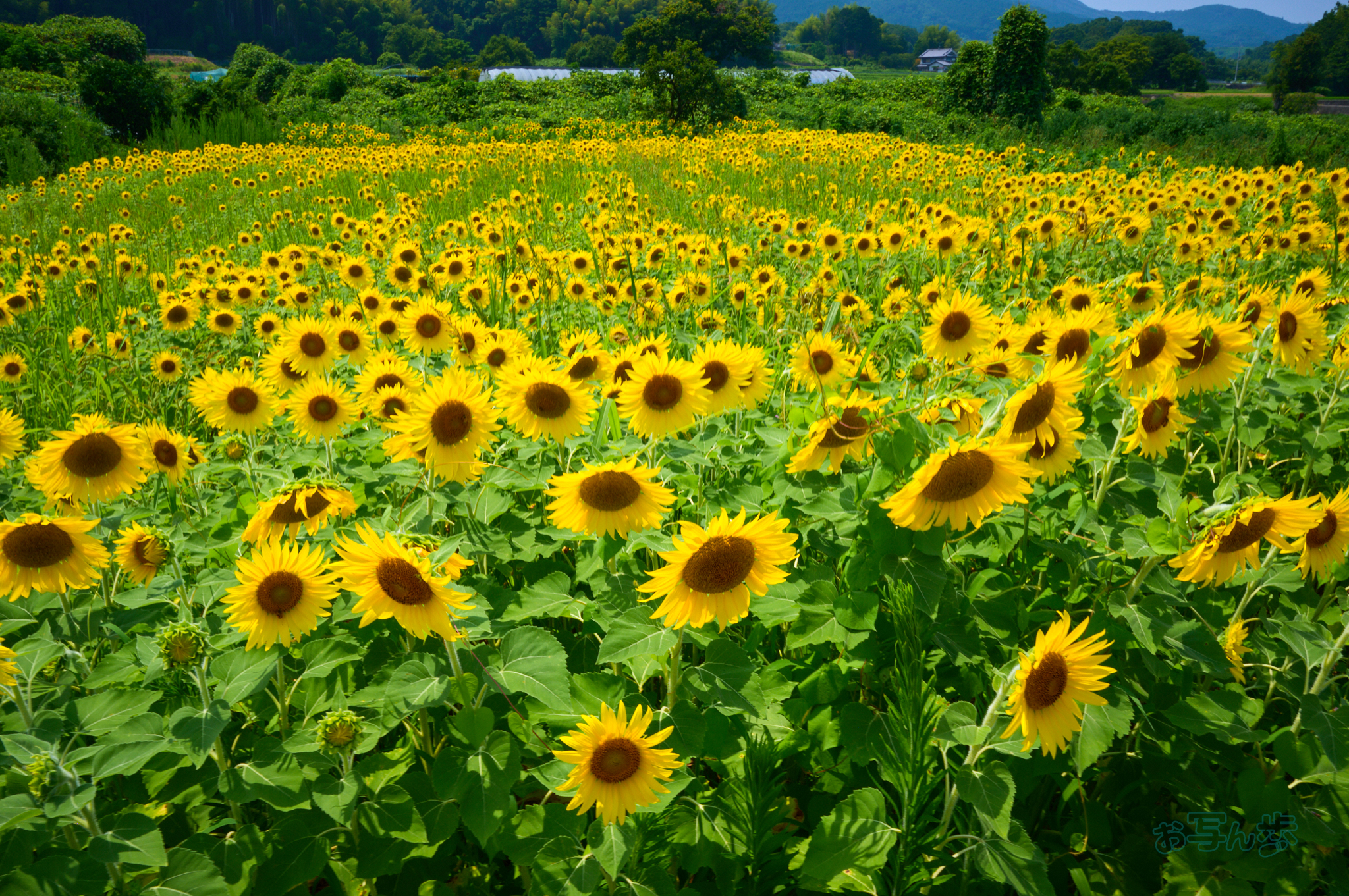 https://www.yaotomi.co.jp/blog/walk/SDIM1387co%2C28%20mm%2CF20%2Ciso250%2C28-105mm%20F2.8%20DG%20DN%20%20Art%20024_1.jpg