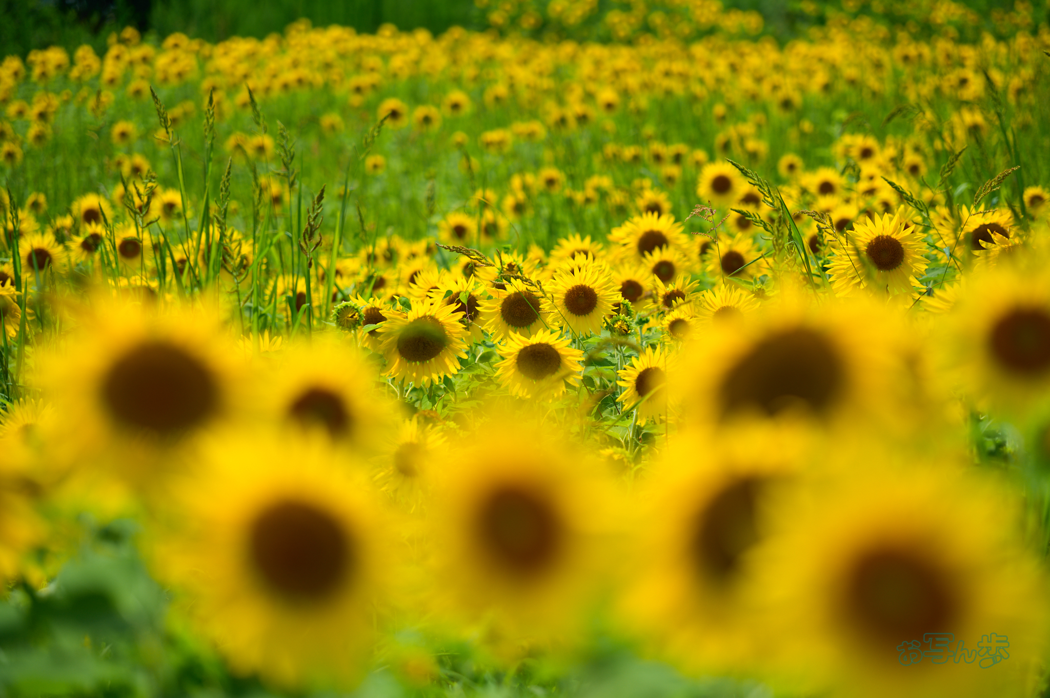 https://www.yaotomi.co.jp/blog/walk/SDIM1393co%2C105%20mm%2CF2.8%2Ciso100%2C28-105mm%20F2.8%20DG%20DN%20%20Art%20024.jpg