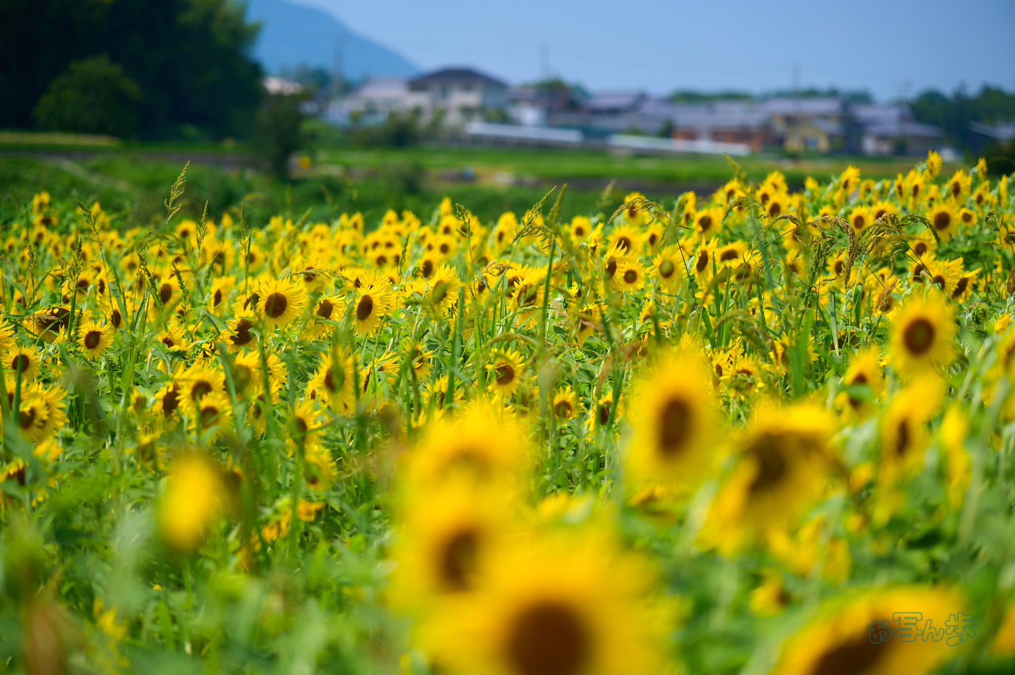 https://www.yaotomi.co.jp/blog/walk/SDIM1423co%2C105%20mm%2CF2.8%2Ciso100%2C28-105mm%20F2.8%20DG%20DN%20%20Art%20024.jpg