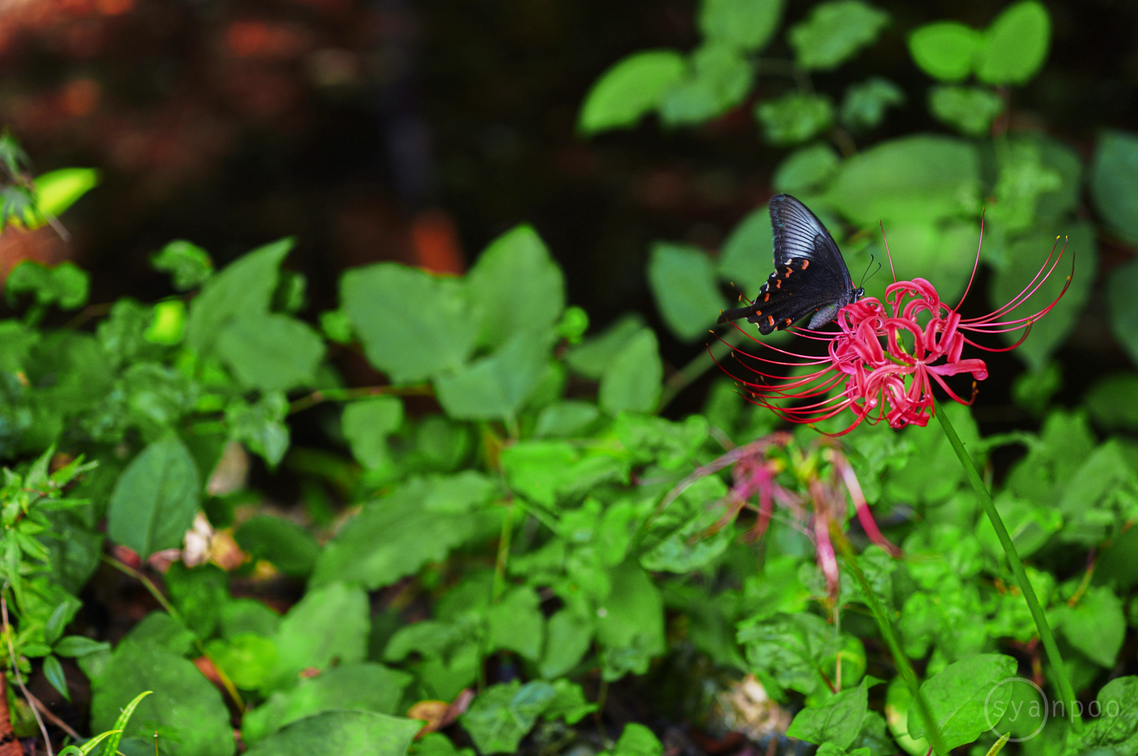 https://www.yaotomi.co.jp/blog/walk/SDIM1586%2C90%20mm%2CF2.8%2Ciso100JPEG.jpg