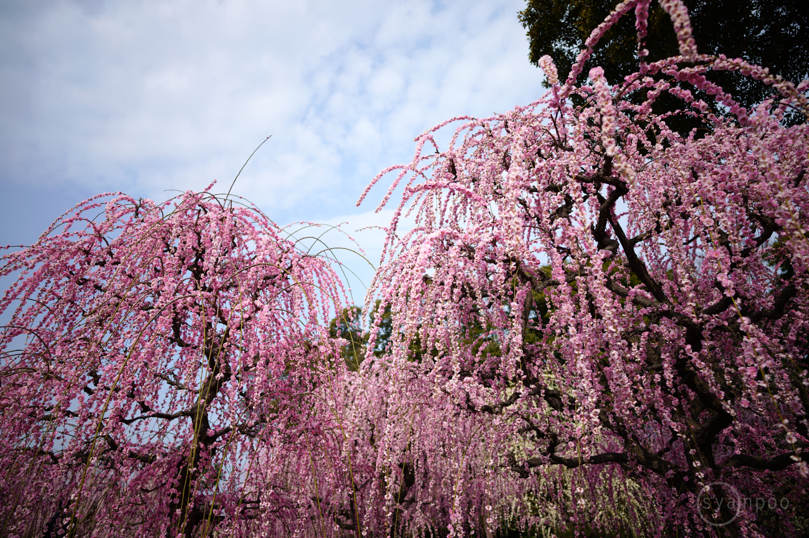 https://www.yaotomi.co.jp/blog/walk/SDIM1658%2C20%20mm%2CF2%2Ciso100%28JPEG%29.jpg