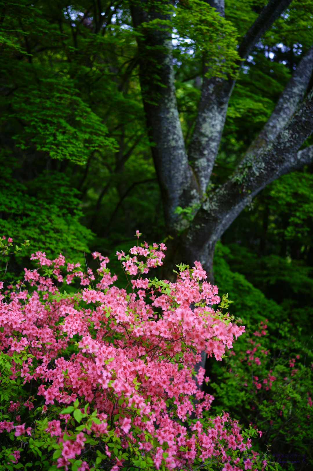 https://www.yaotomi.co.jp/blog/walk/SDIM1771%2C35%20mm%2CF1.6%2Ciso100.jpg