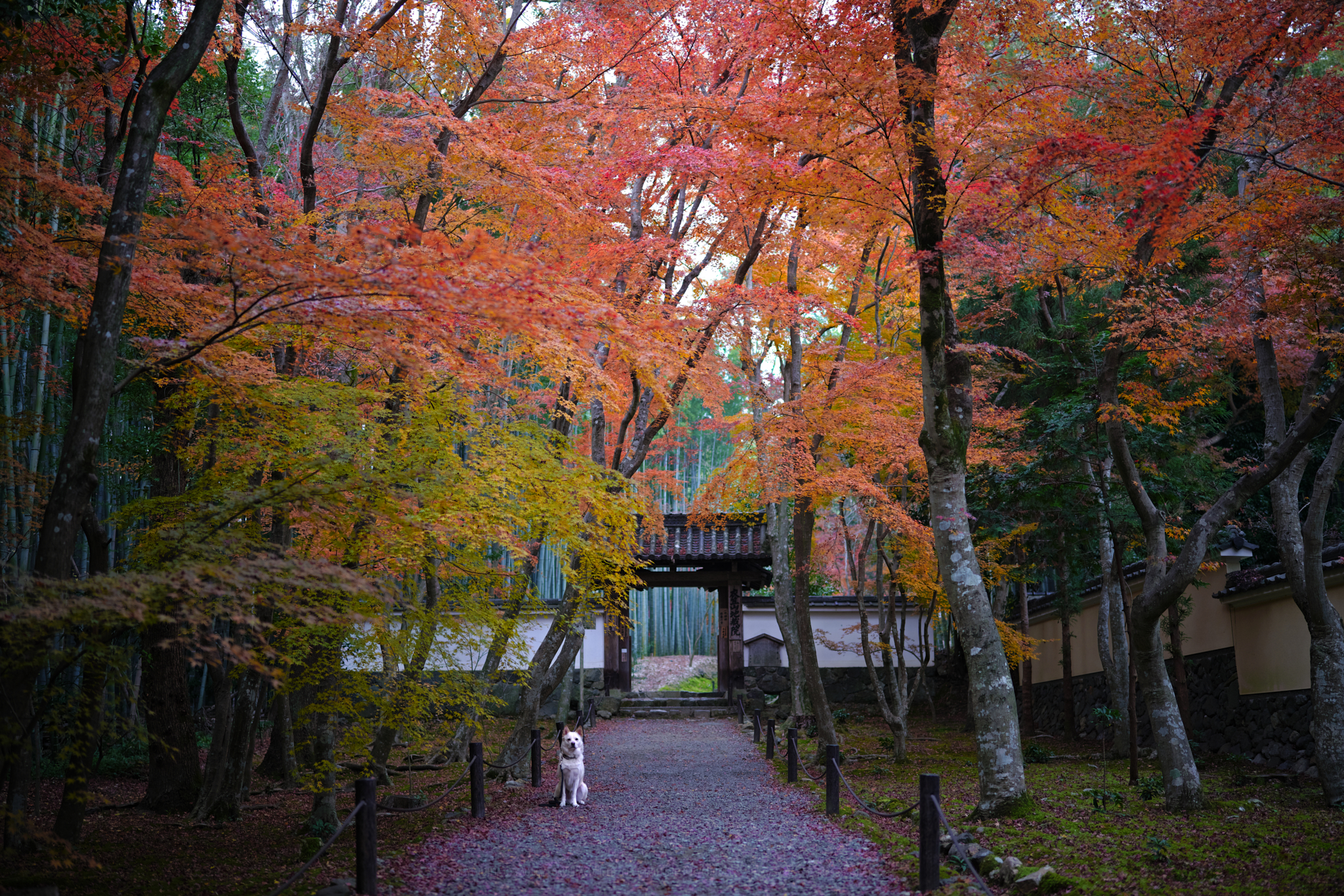 https://www.yaotomi.co.jp/blog/walk/SDIM1775%2C35%20mm%2CF1.2%2Ciso100%201.jpg