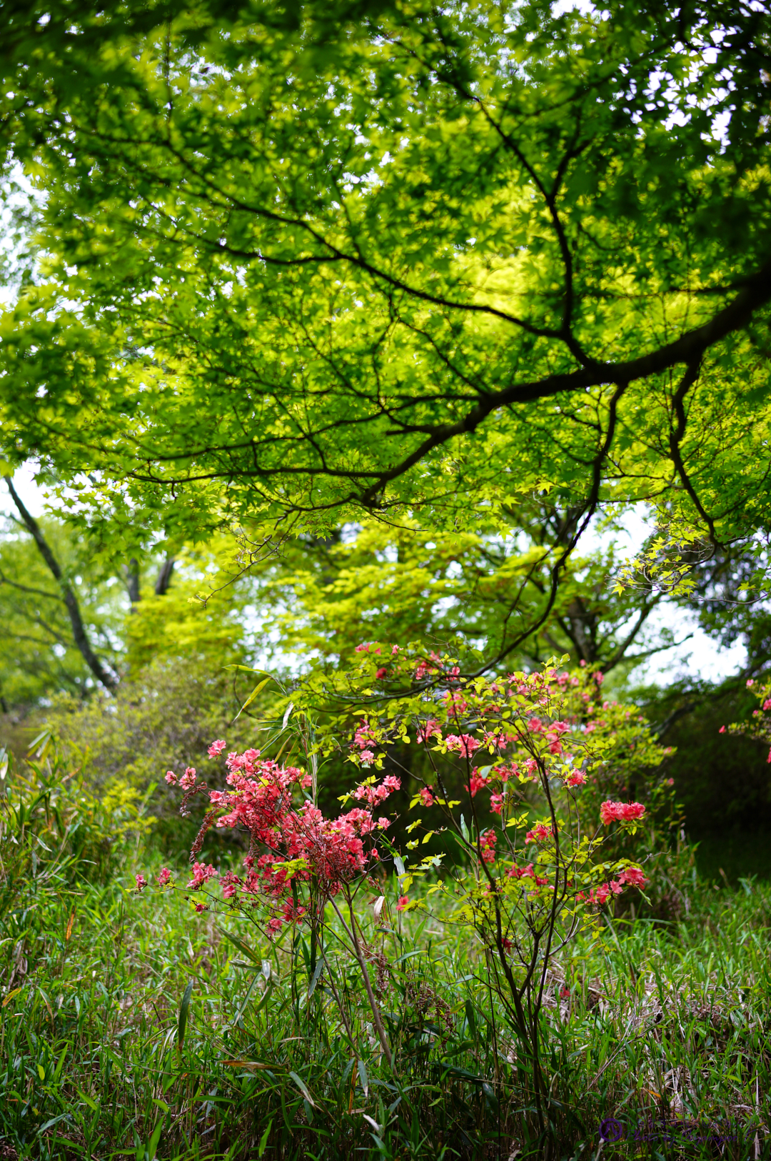 https://www.yaotomi.co.jp/blog/walk/SDIM1785%2C35%20mm%2CF1.6%2Ciso100.jpg