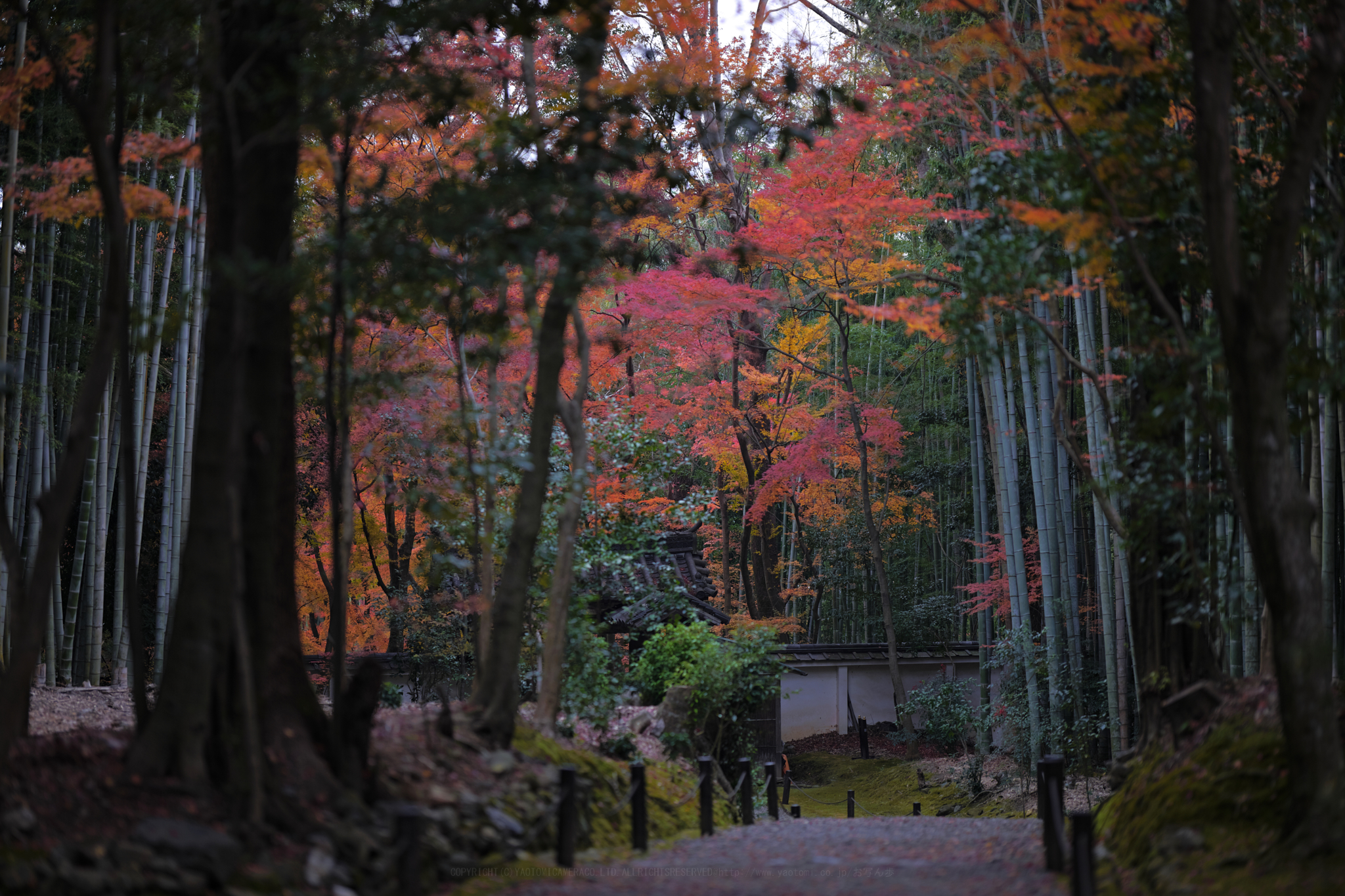 https://www.yaotomi.co.jp/blog/walk/SDIM1807%2C105%20mm%2CF1.4%2Ciso125.jpg