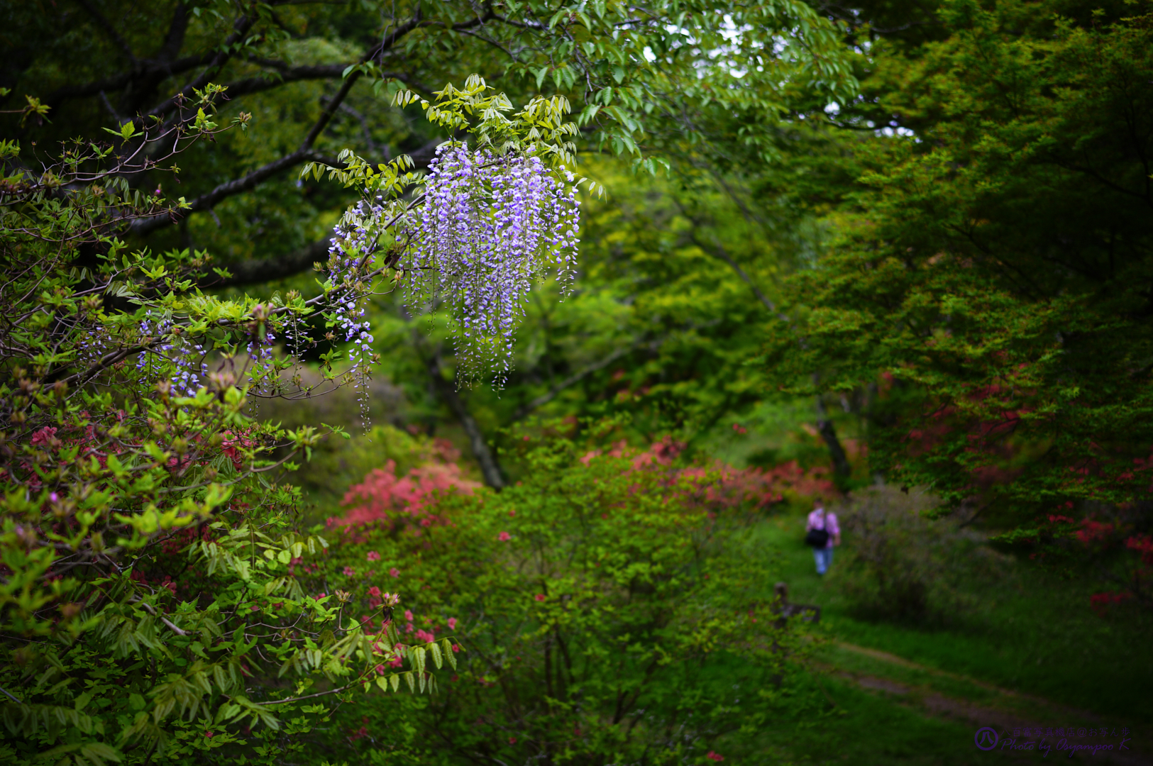 https://www.yaotomi.co.jp/blog/walk/SDIM1818%2C35%20mm%2CF1.4%2Ciso100.jpg