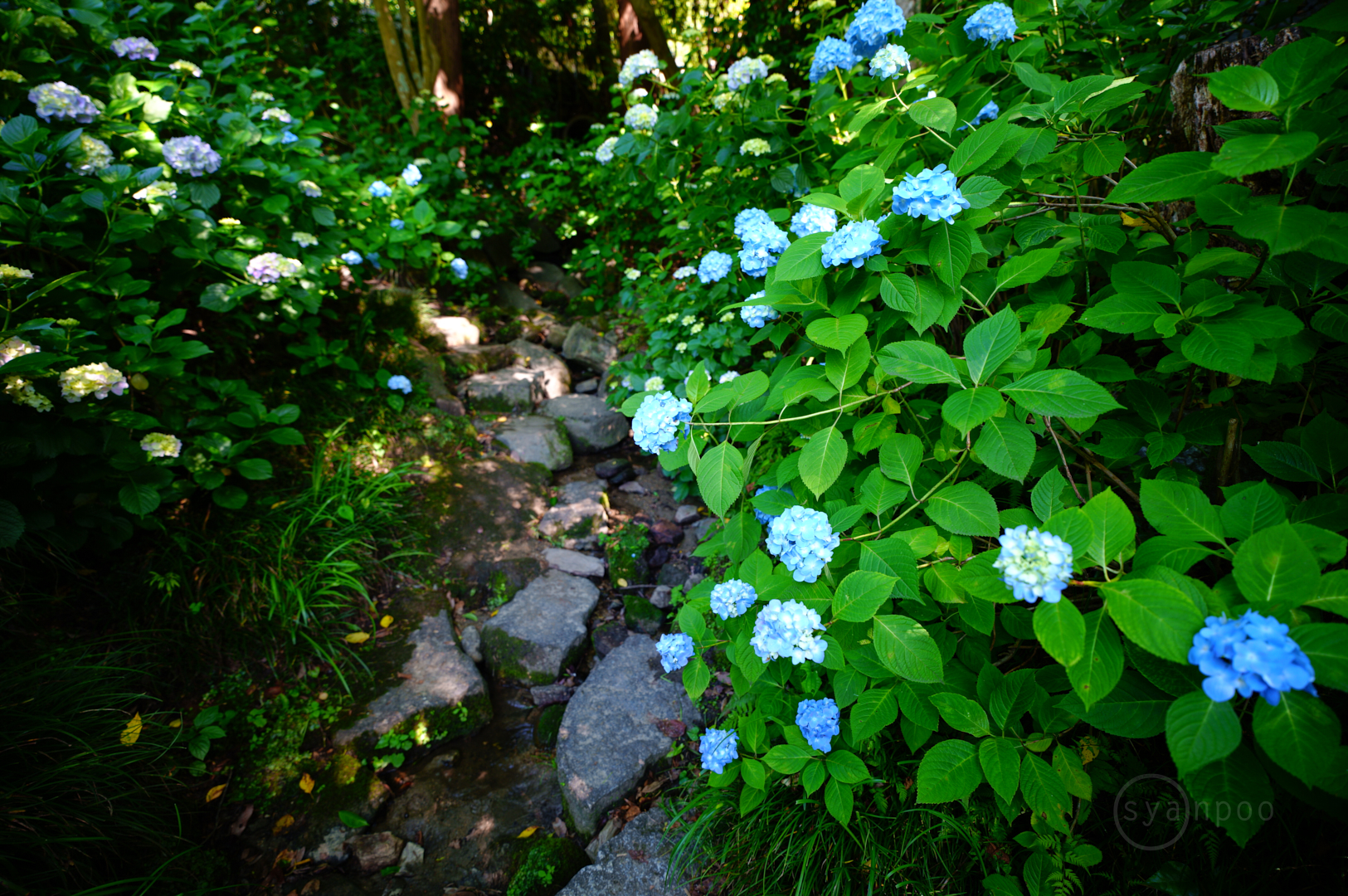 https://www.yaotomi.co.jp/blog/walk/SDIM1824%2C16%20mm%2CF2.8%2Ciso100%28JPEG%29.jpg