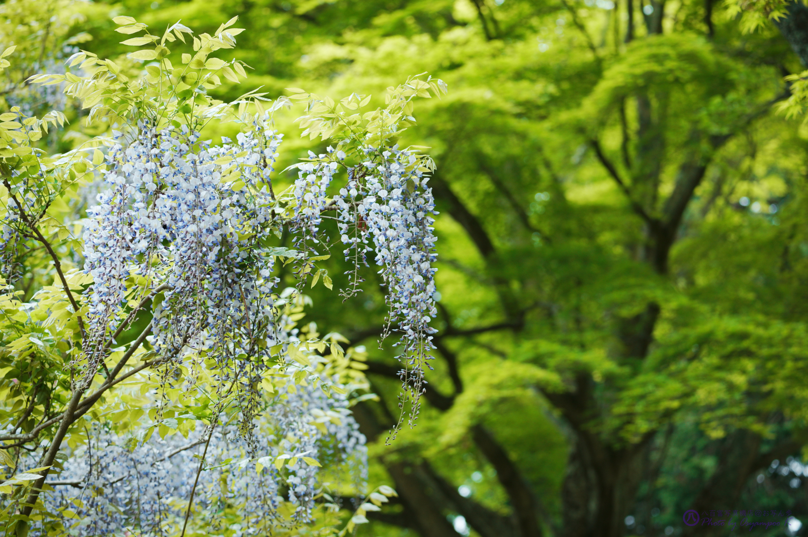 https://www.yaotomi.co.jp/blog/walk/SDIM1831%2C100%20mm%2CF5%2Ciso500.jpg