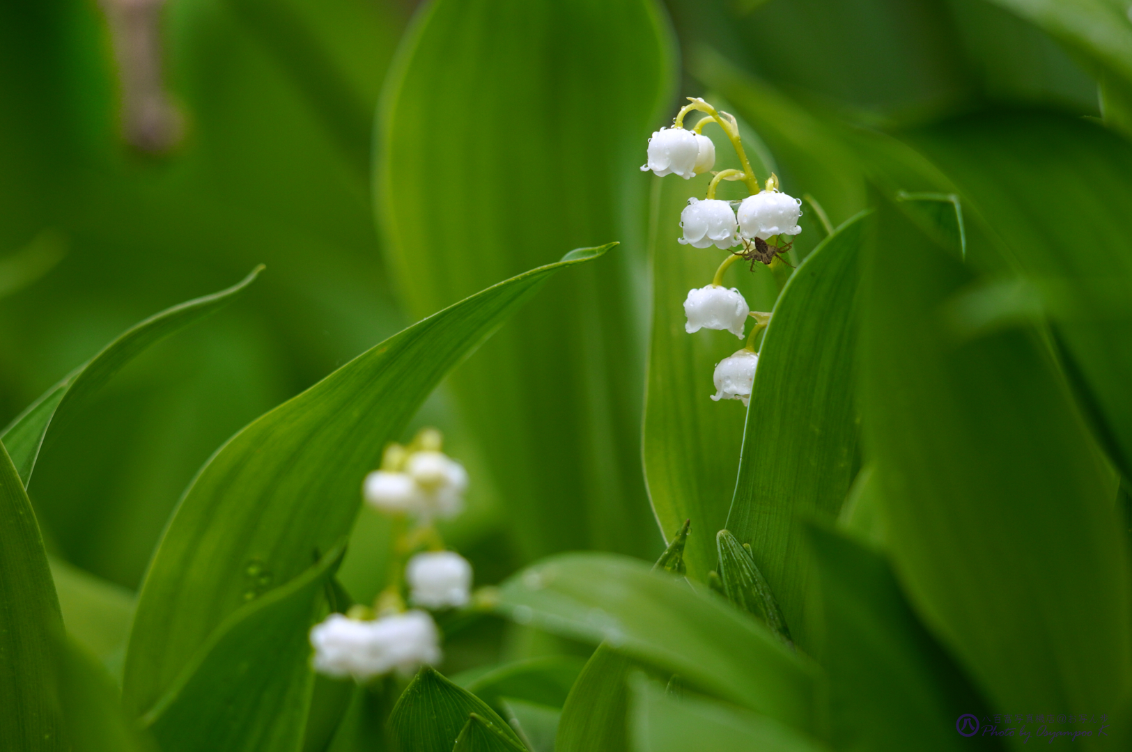 https://www.yaotomi.co.jp/blog/walk/SDIM1850%2C275%20mm%2CF6.2%2Ciso800.jpg