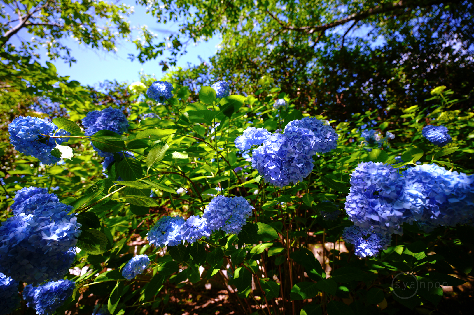 https://www.yaotomi.co.jp/blog/walk/SDIM1866%2C16%20mm%2CF2.8%2Ciso100%28JPEG%29.jpg