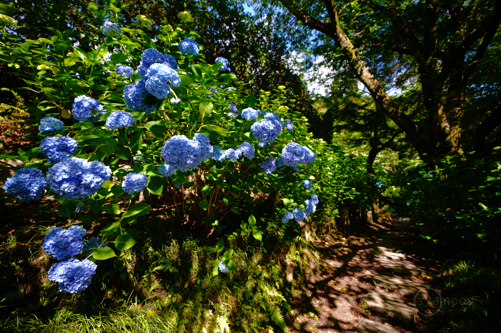 https://www.yaotomi.co.jp/blog/walk/SDIM1869%2C16%20mm%2CF2.8%2Ciso100%28JPEG%29.jpg