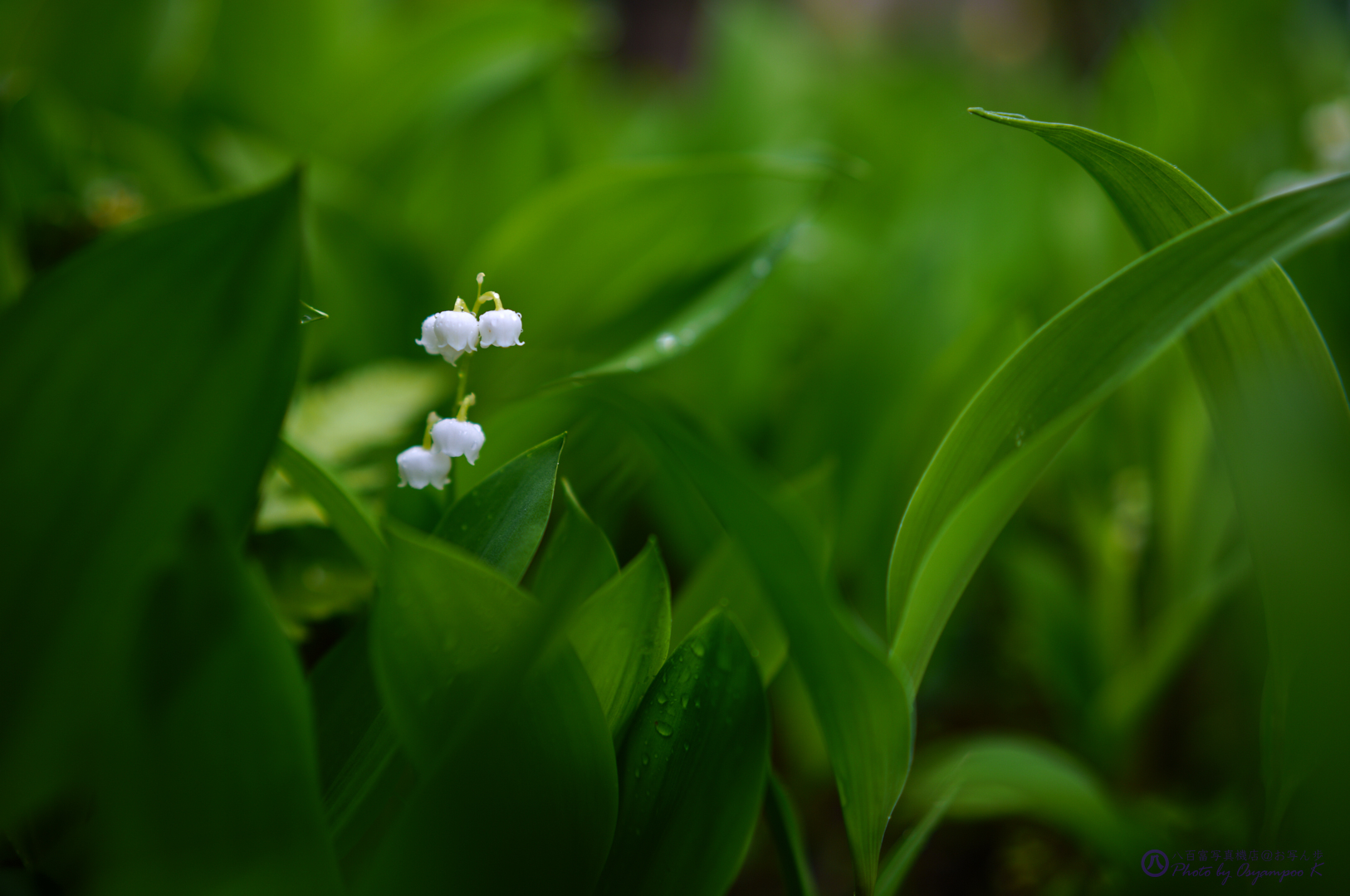 https://www.yaotomi.co.jp/blog/walk/SDIM1870%2C35%20mm%2CF1.8%2Ciso100.jpg