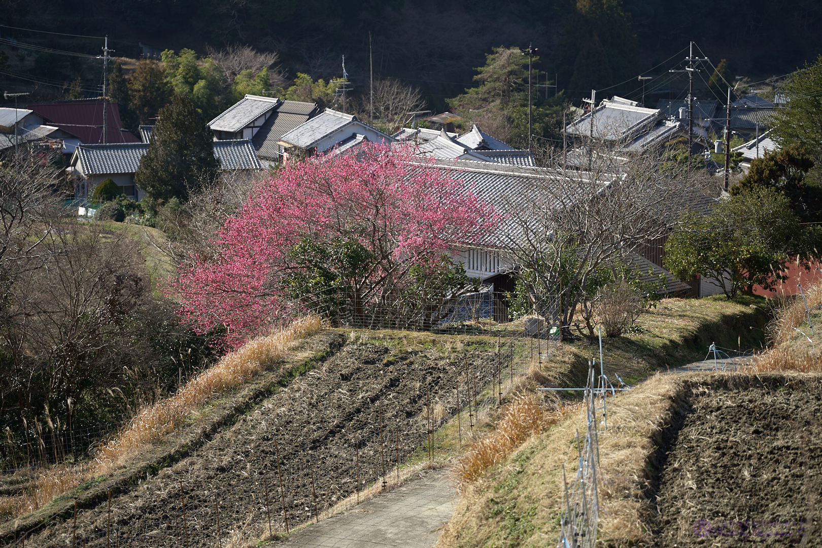 https://www.yaotomi.co.jp/blog/walk/SDIM1874%2C105%20mm%2CF2.8%2Ciso100.jpg