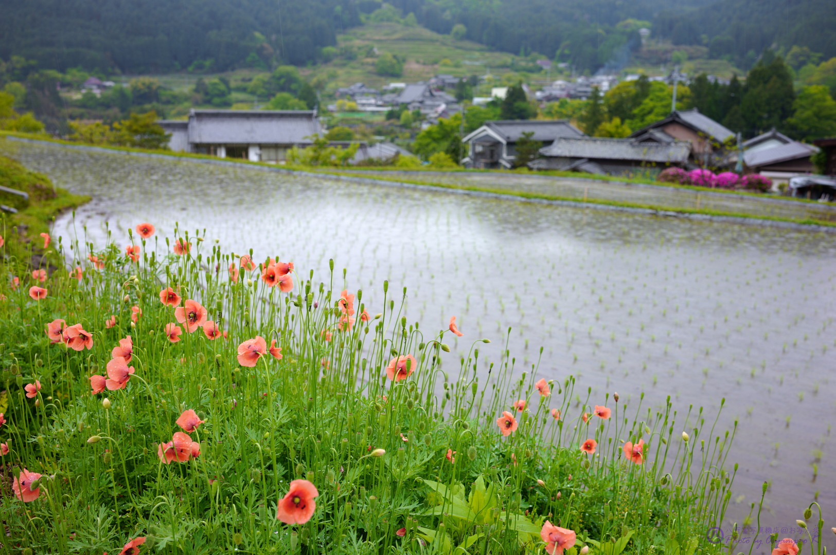 https://www.yaotomi.co.jp/blog/walk/SDIM1883%2C35%20mm%2CF5%2Ciso100.jpg