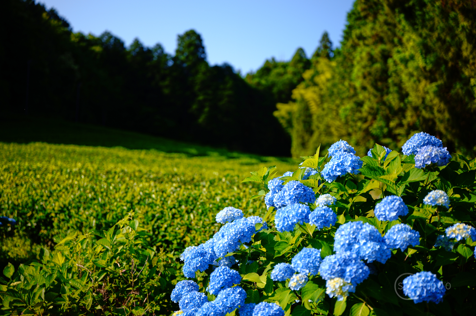 https://www.yaotomi.co.jp/blog/walk/SDIM1893%2C45%20mm%2CF1.8%2Ciso100%28JPEG%29.jpg