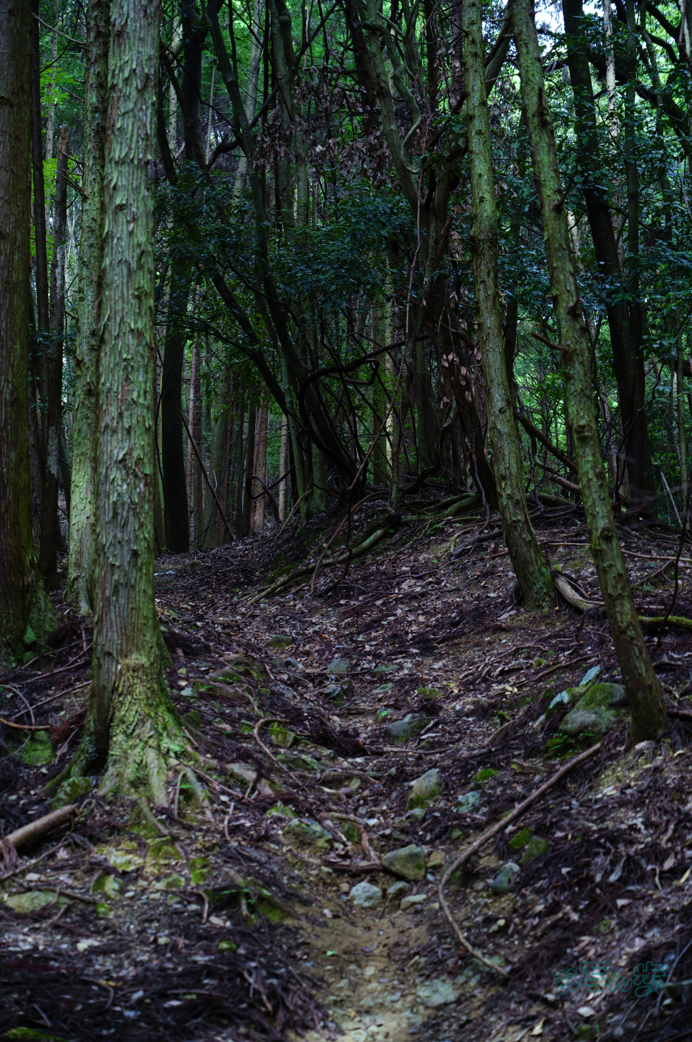 https://www.yaotomi.co.jp/blog/walk/SDIM1903co%2C66%20mm%2CF5.6%2Ciso500%28JPEG%29.jpg