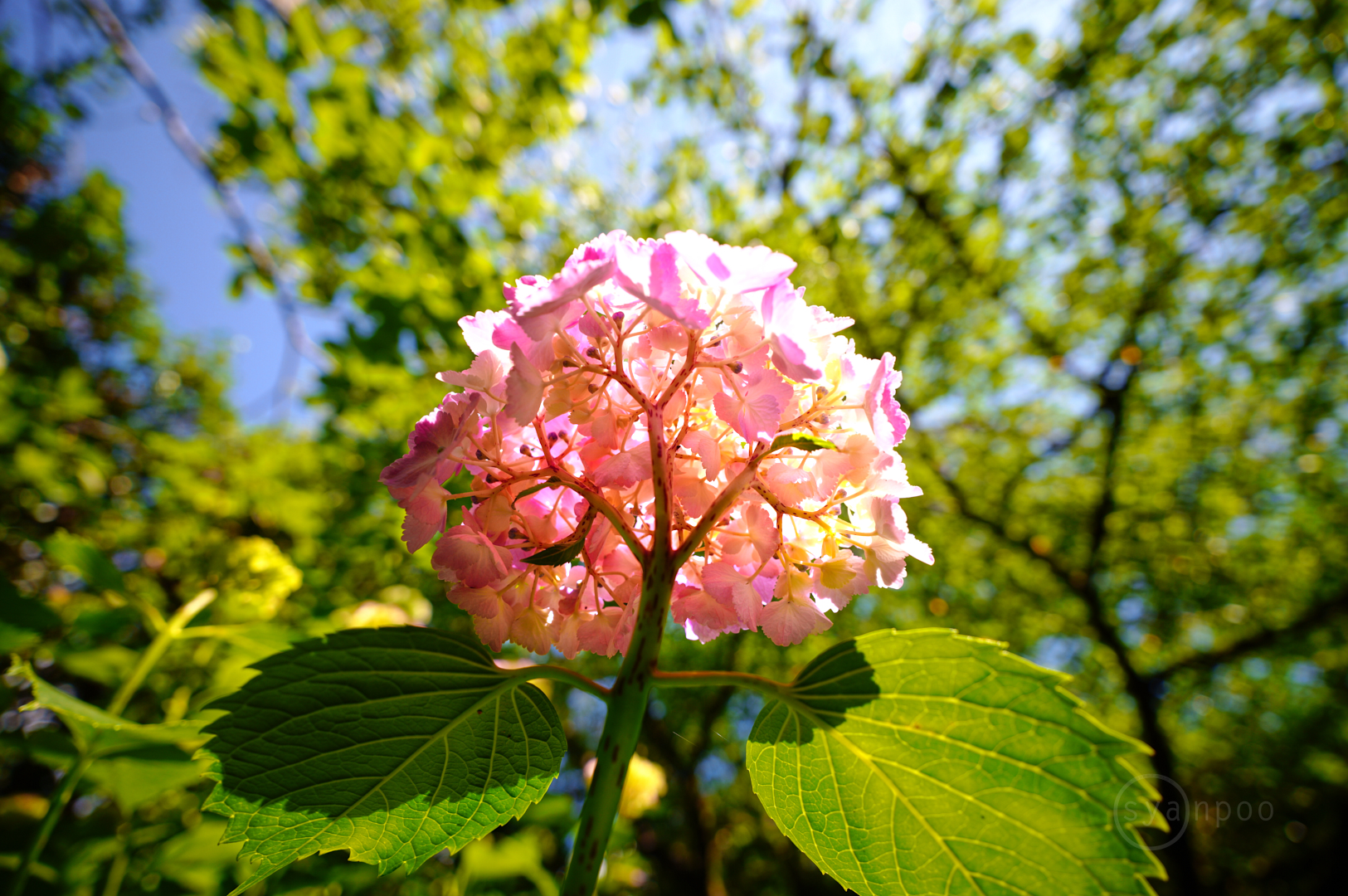 https://www.yaotomi.co.jp/blog/walk/SDIM1907%2C16%20mm%2CF2.8%2Ciso100%28JPEG%29.jpg