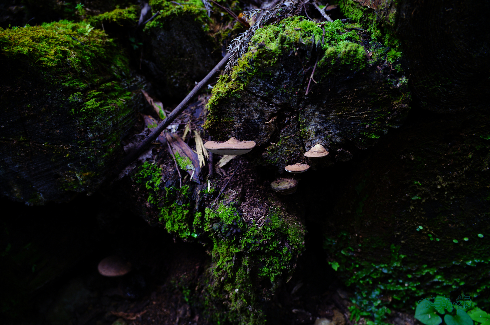 https://www.yaotomi.co.jp/blog/walk/SDIM1909co%2C20%20mm%2CF3.5%2Ciso100%28JPEG%29.jpg