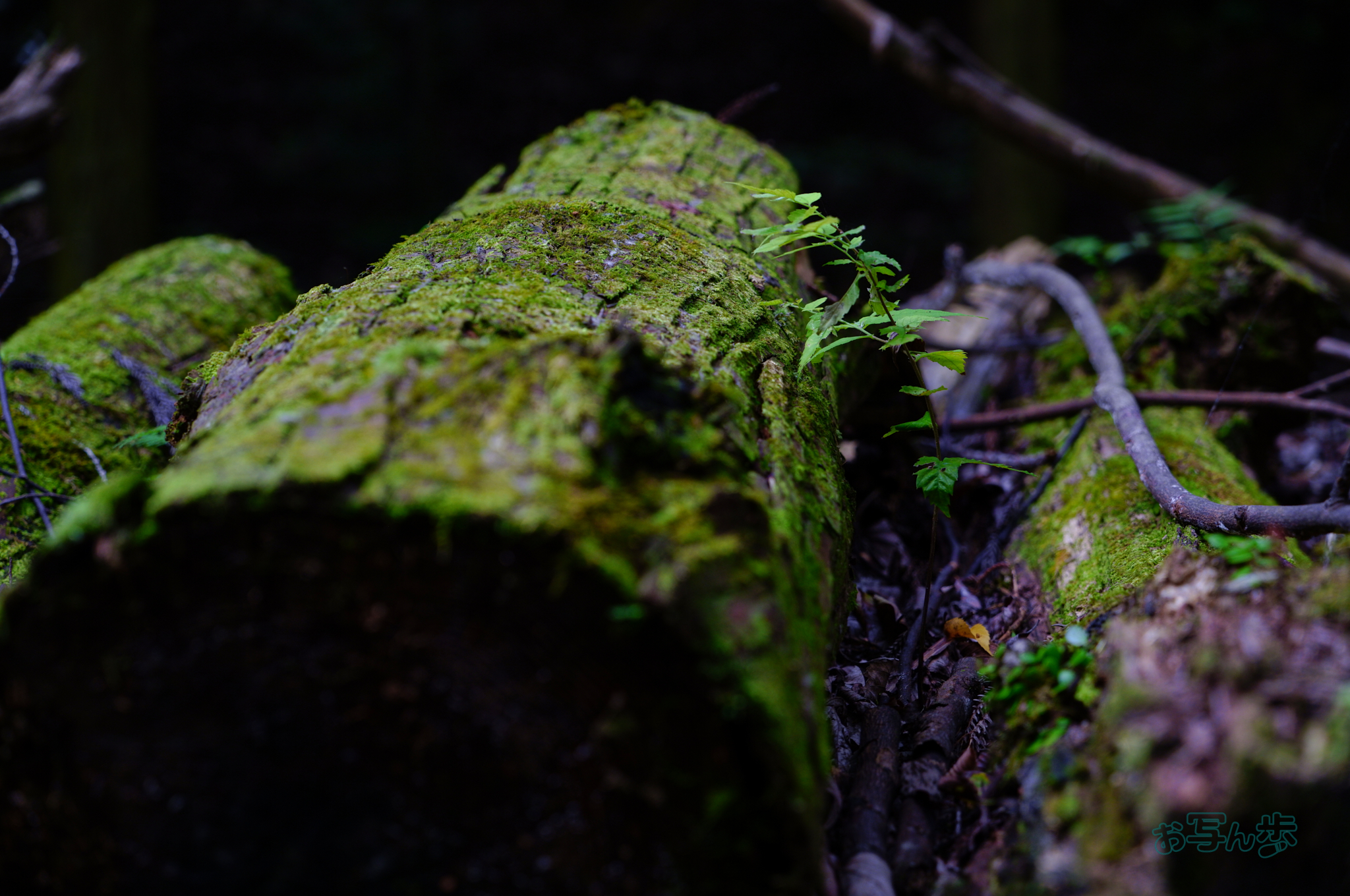 https://www.yaotomi.co.jp/blog/walk/SDIM1917co%2C77%20mm%2CF5.9%2Ciso500%28JPEG%29.jpg