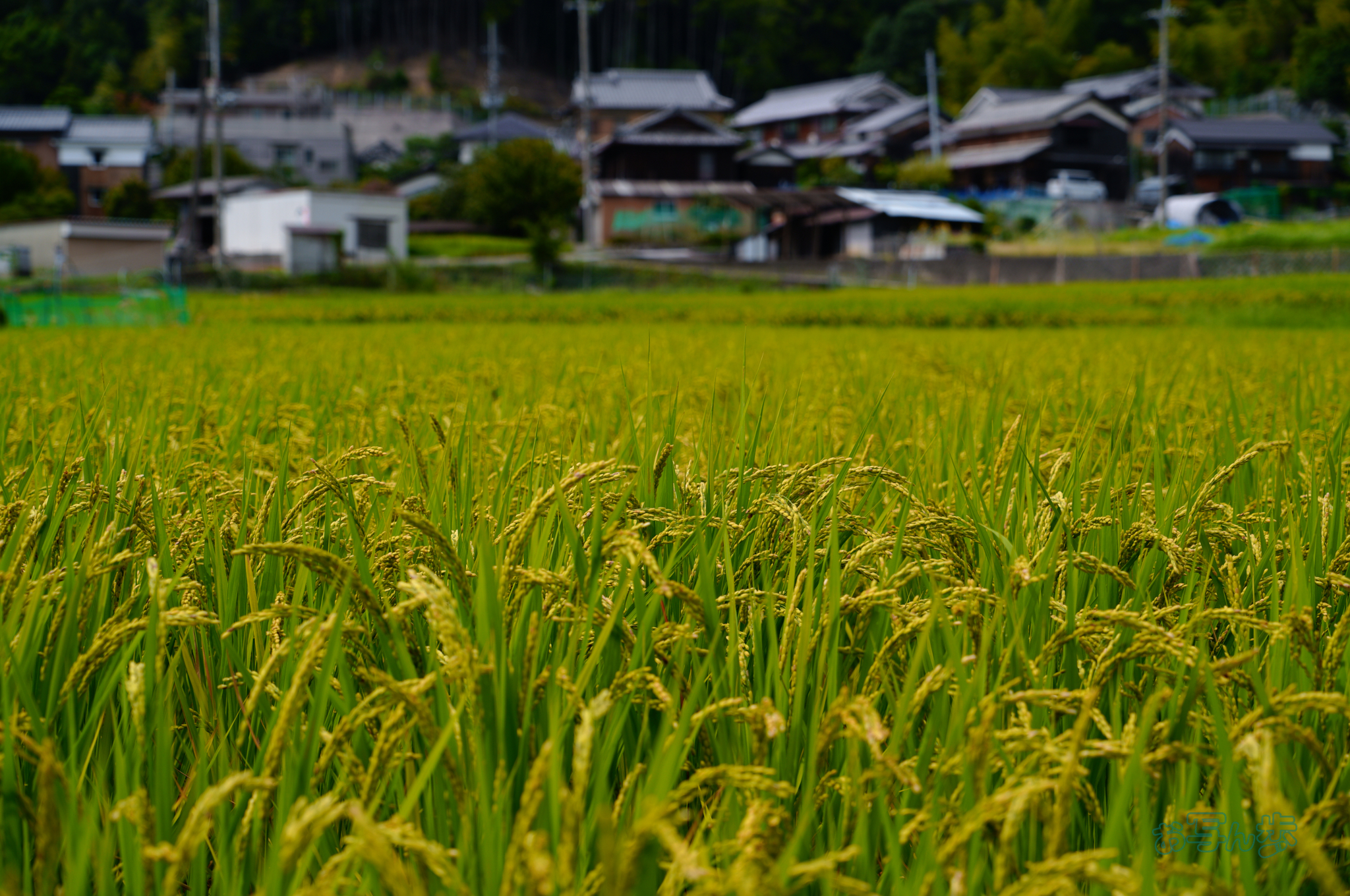 https://www.yaotomi.co.jp/blog/walk/SDIM1944co%2C58%20mm%2CF5.5%2Ciso100%28JPEG%29.jpg