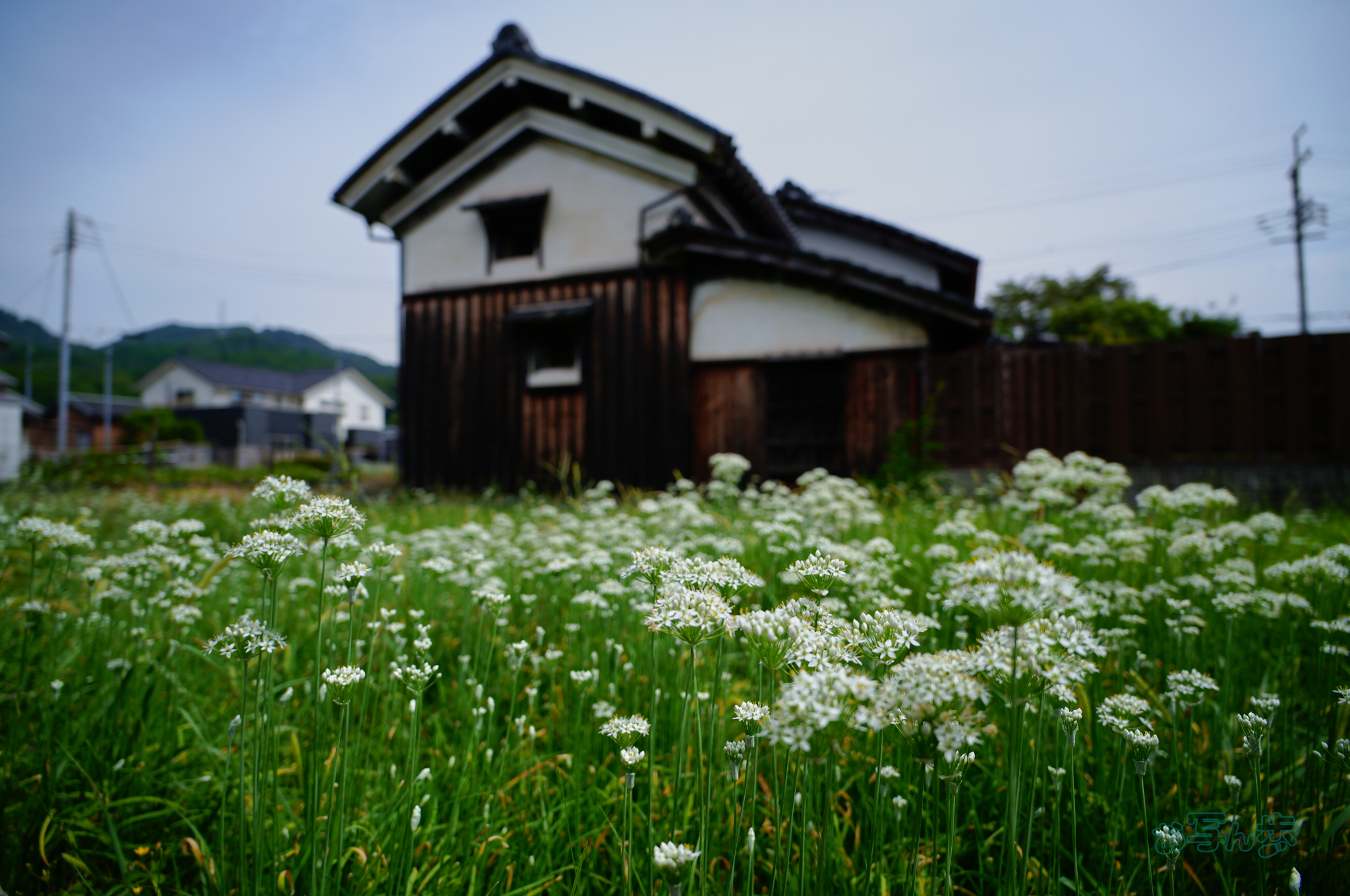 https://www.yaotomi.co.jp/blog/walk/SDIM1956co%2C20%20mm%2CF3.5%2Ciso100%28JPEG%29.jpg
